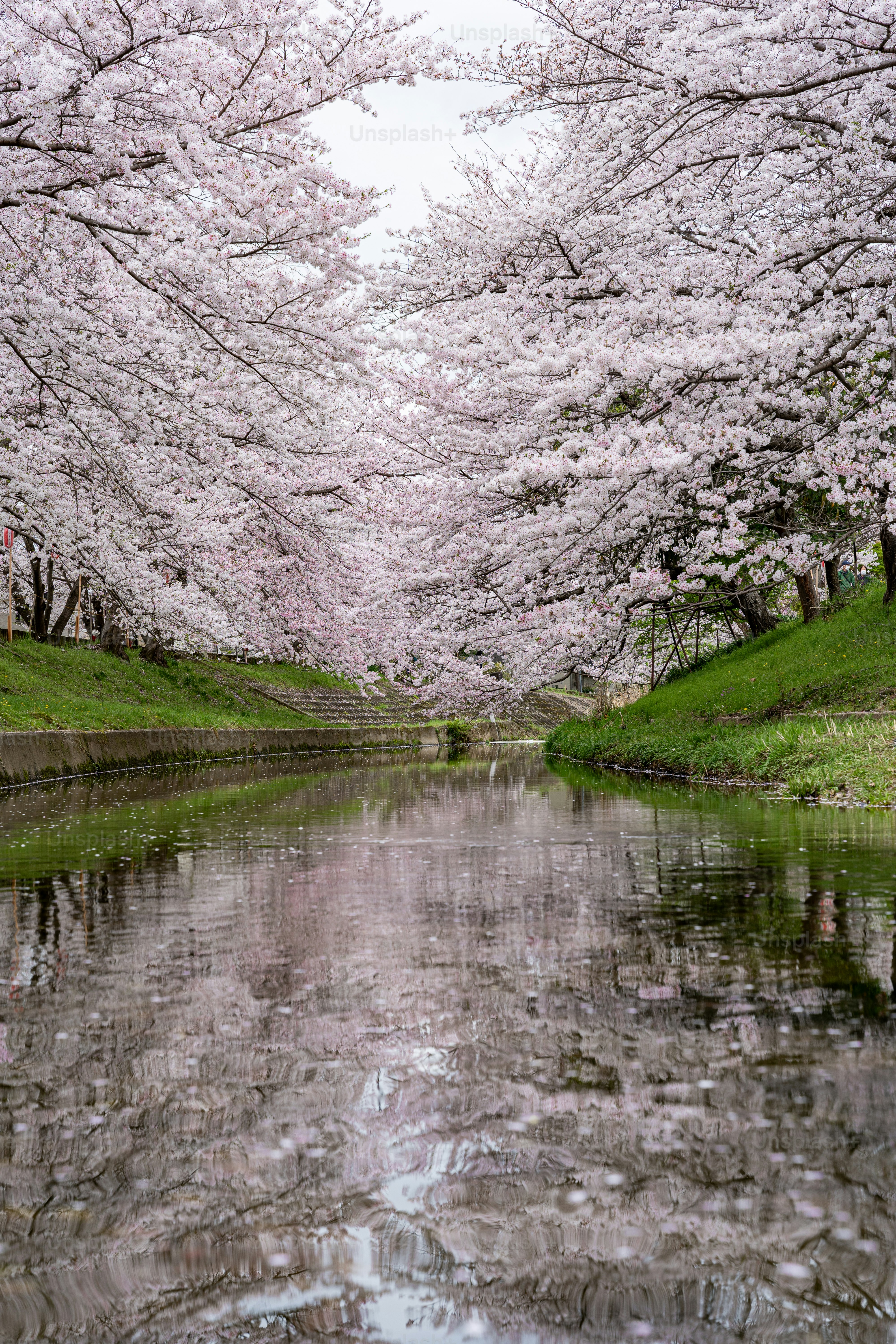 A body of water surrounded by cherry blossom trees