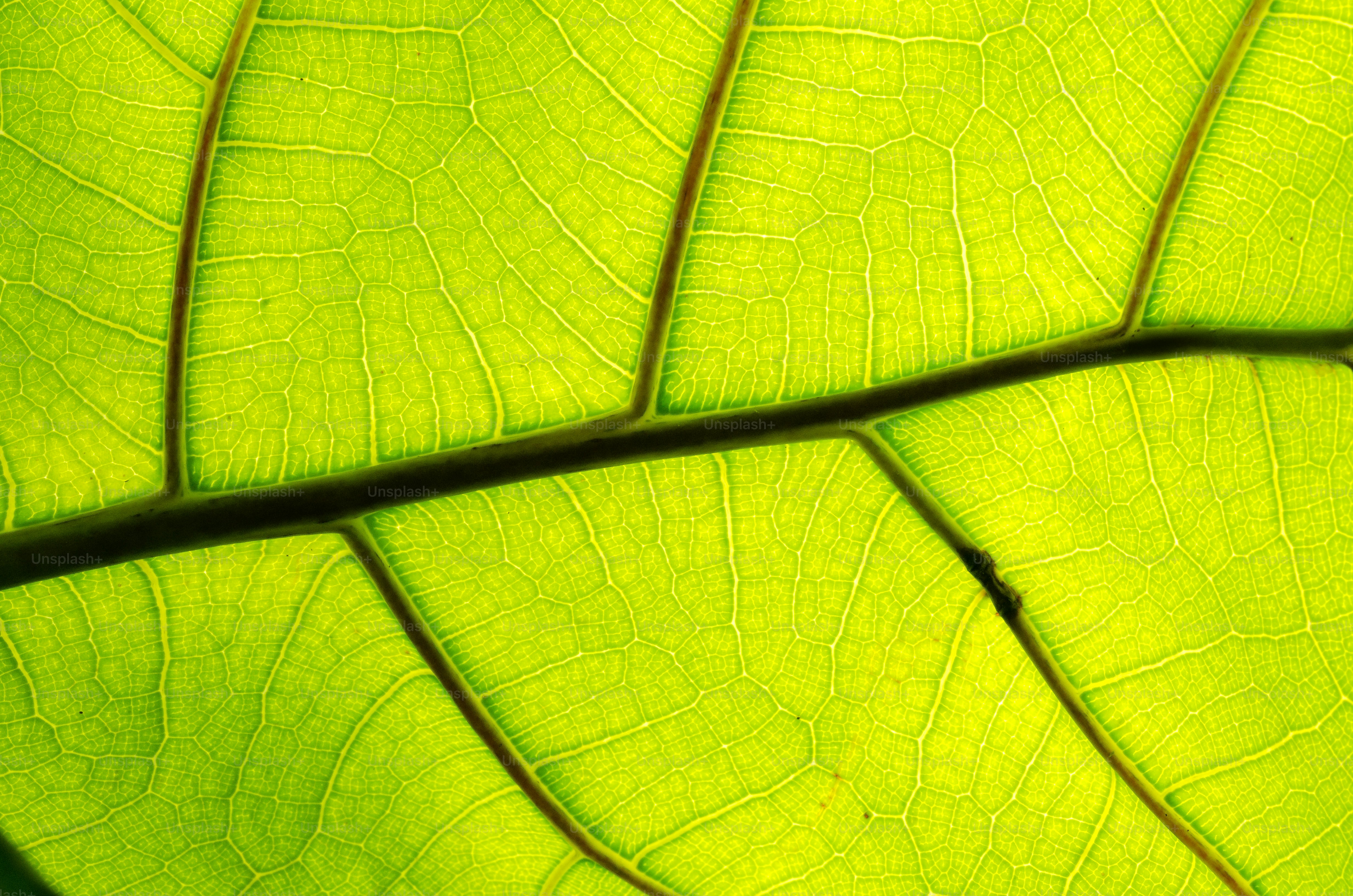 A close up view of a green leaf