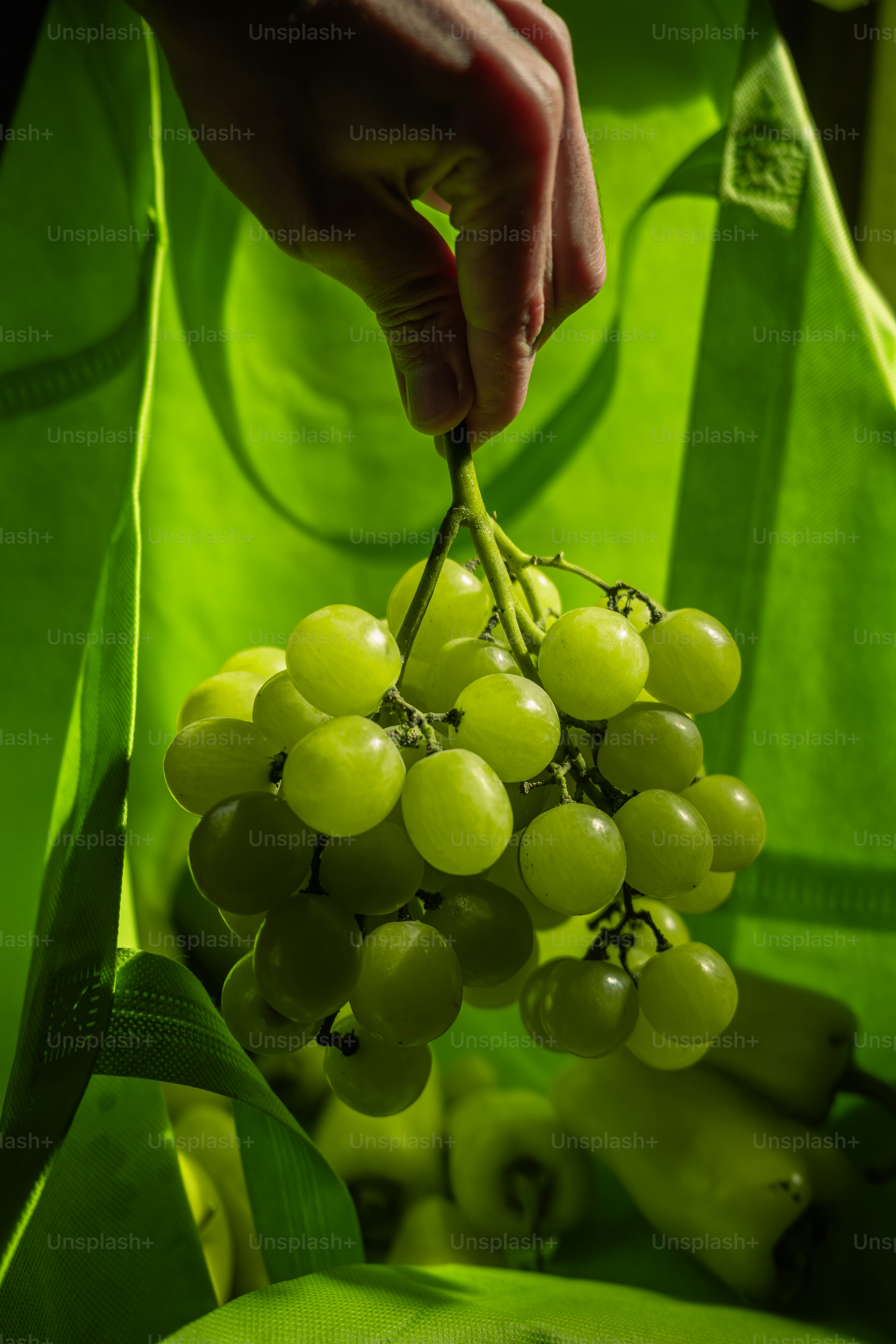 A person holding a bunch of green grapes