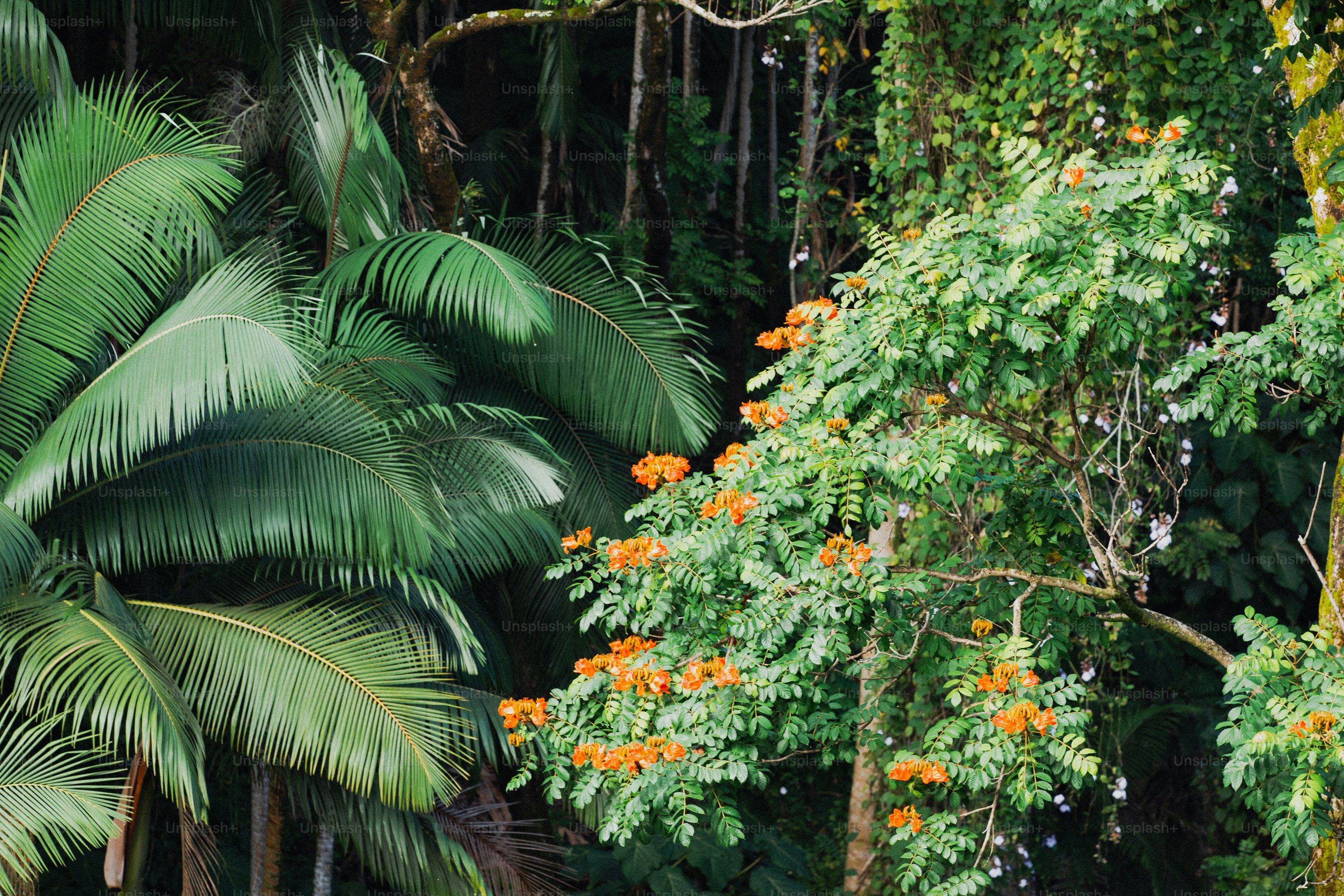 A lush green forest filled with lots of trees