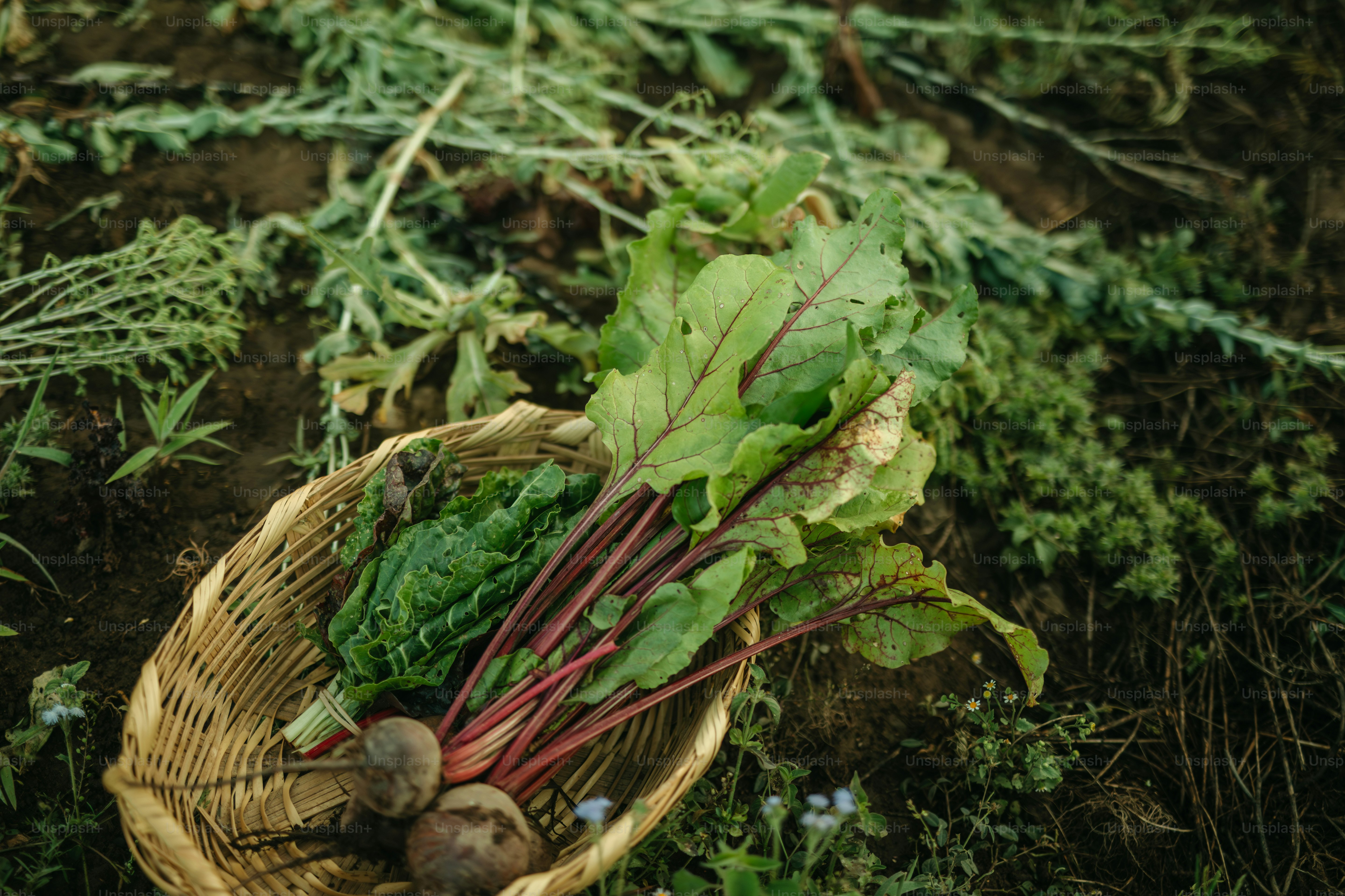 Una cesta llena de muchas verduras verdes