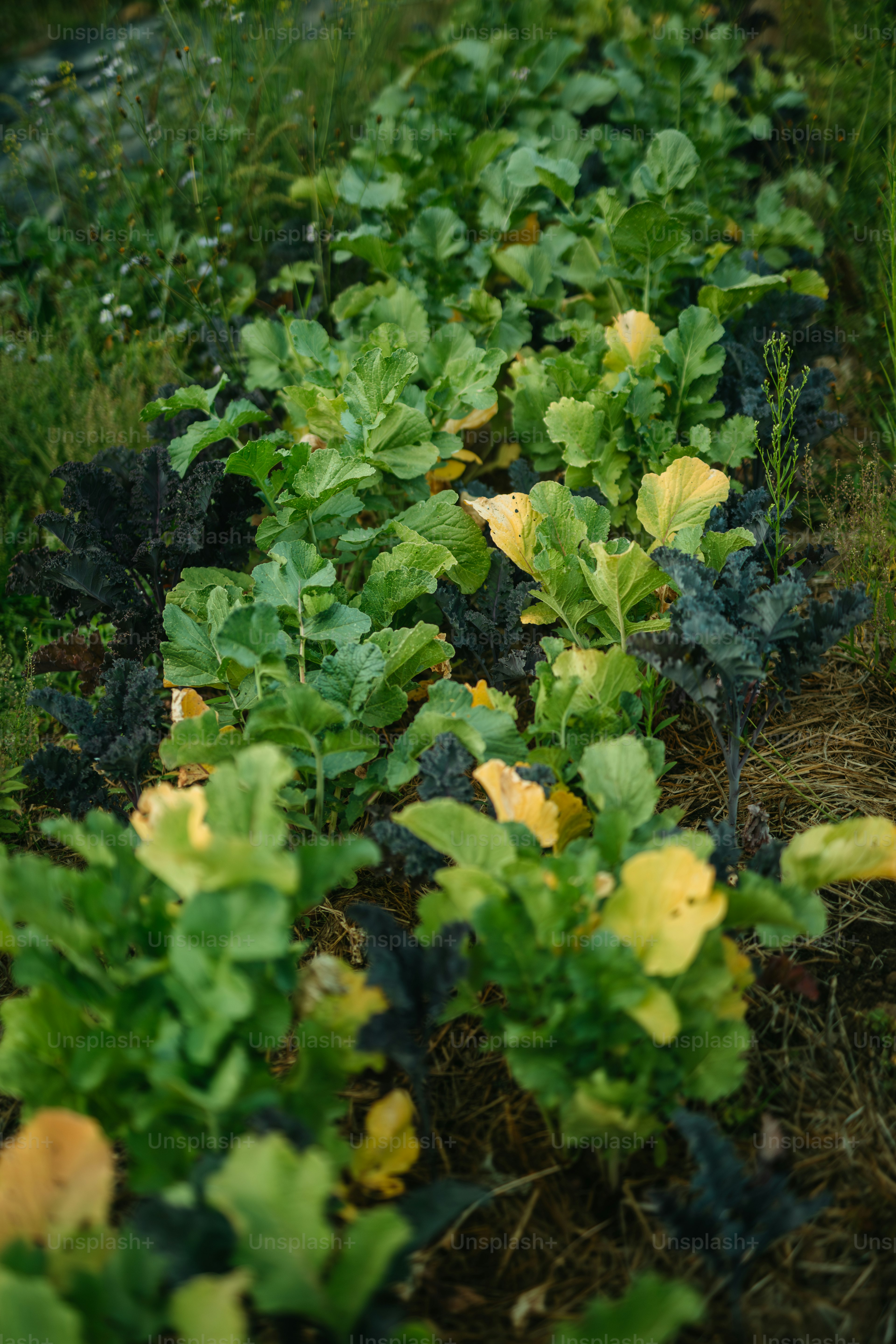 Eine Reihe von Salatpflanzen, die auf einem Feld wachsen