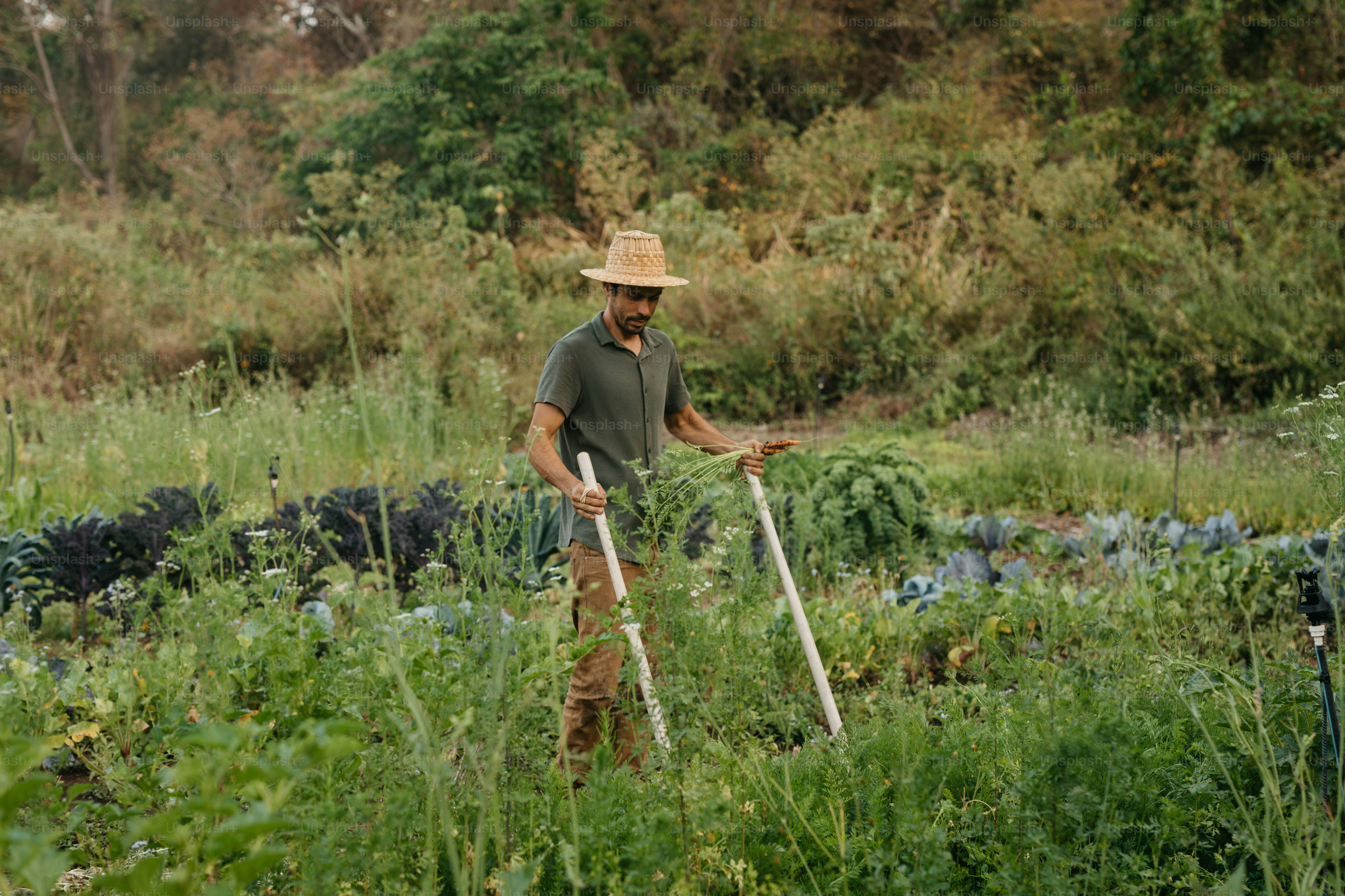 A man with a hat and cane in a field