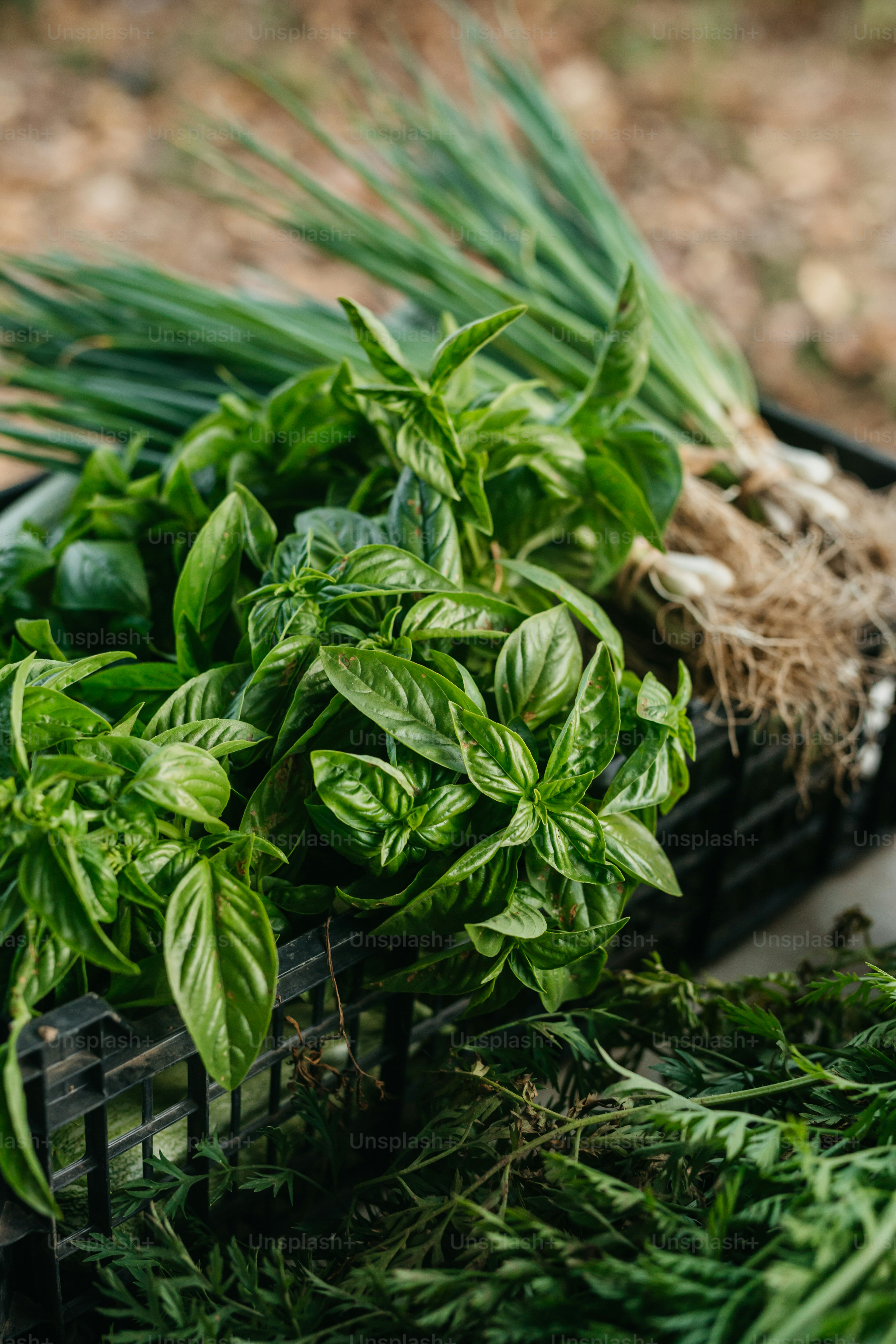 A pile of fresh herbs sitting on top of a table