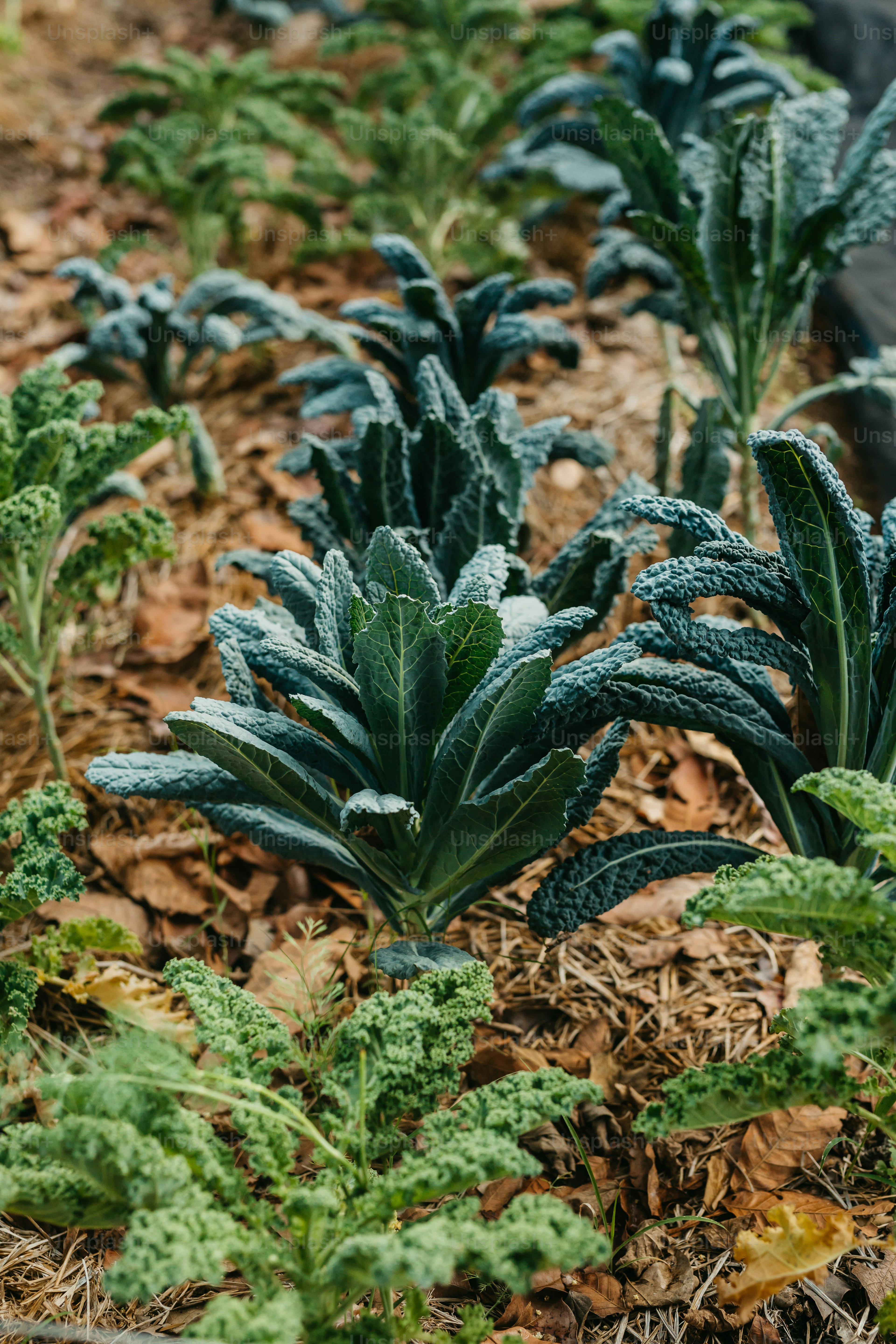 Ein Haufen Pflanzen, die sich im Dreck befinden