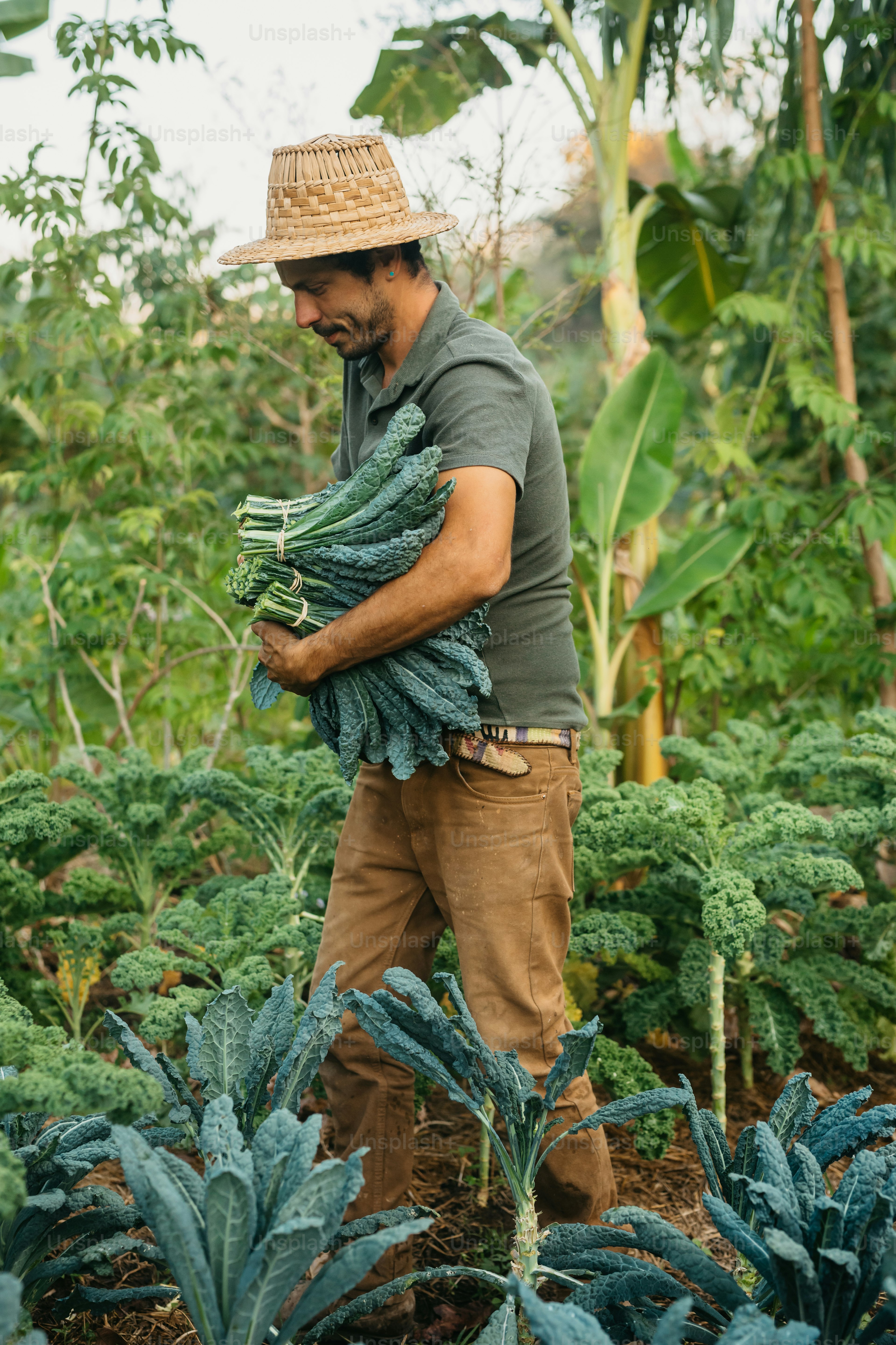 Ein Mann hält ein Bündel grünes Gemüse in einem Garten