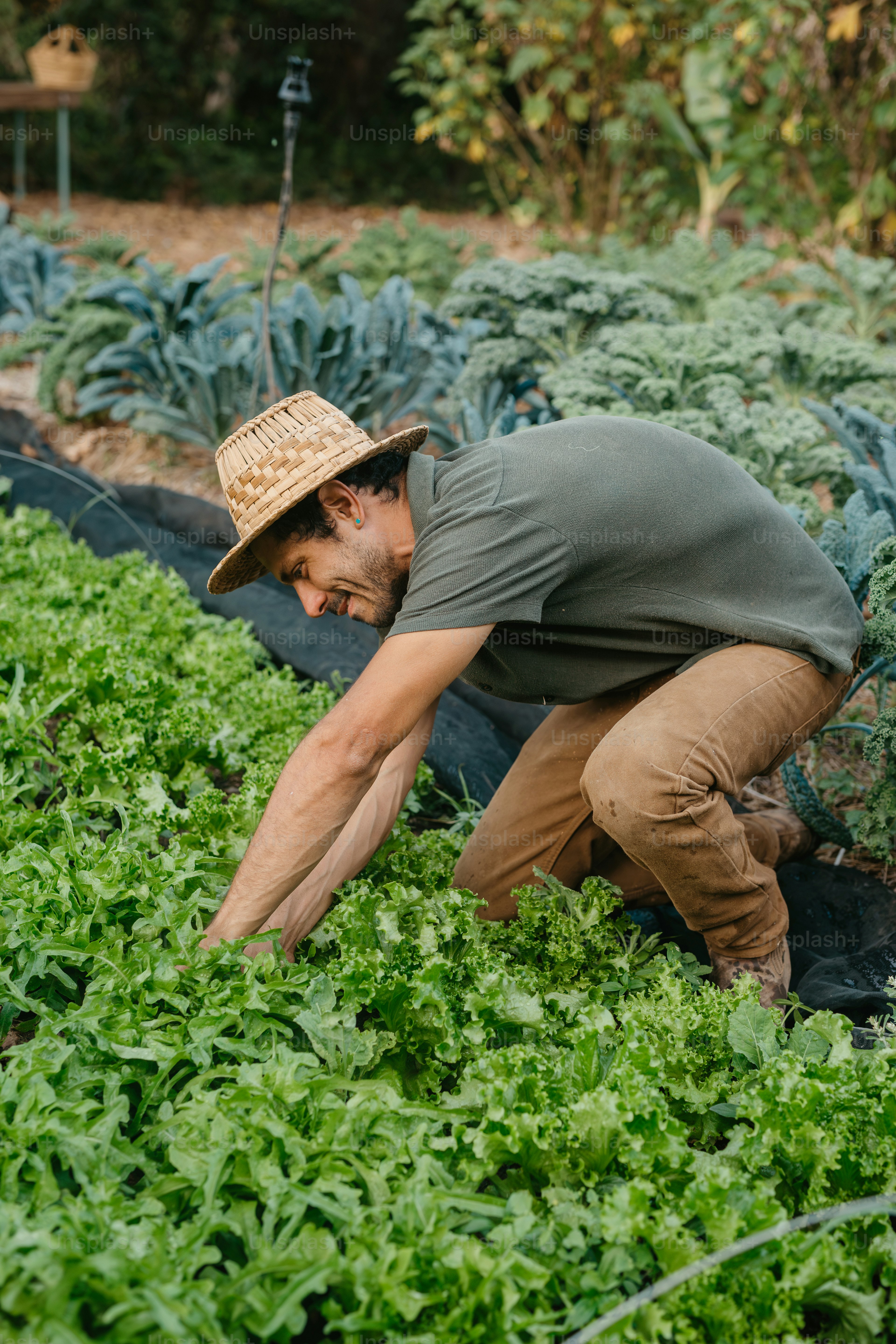 A man in a straw hat picking lettuce in a garden