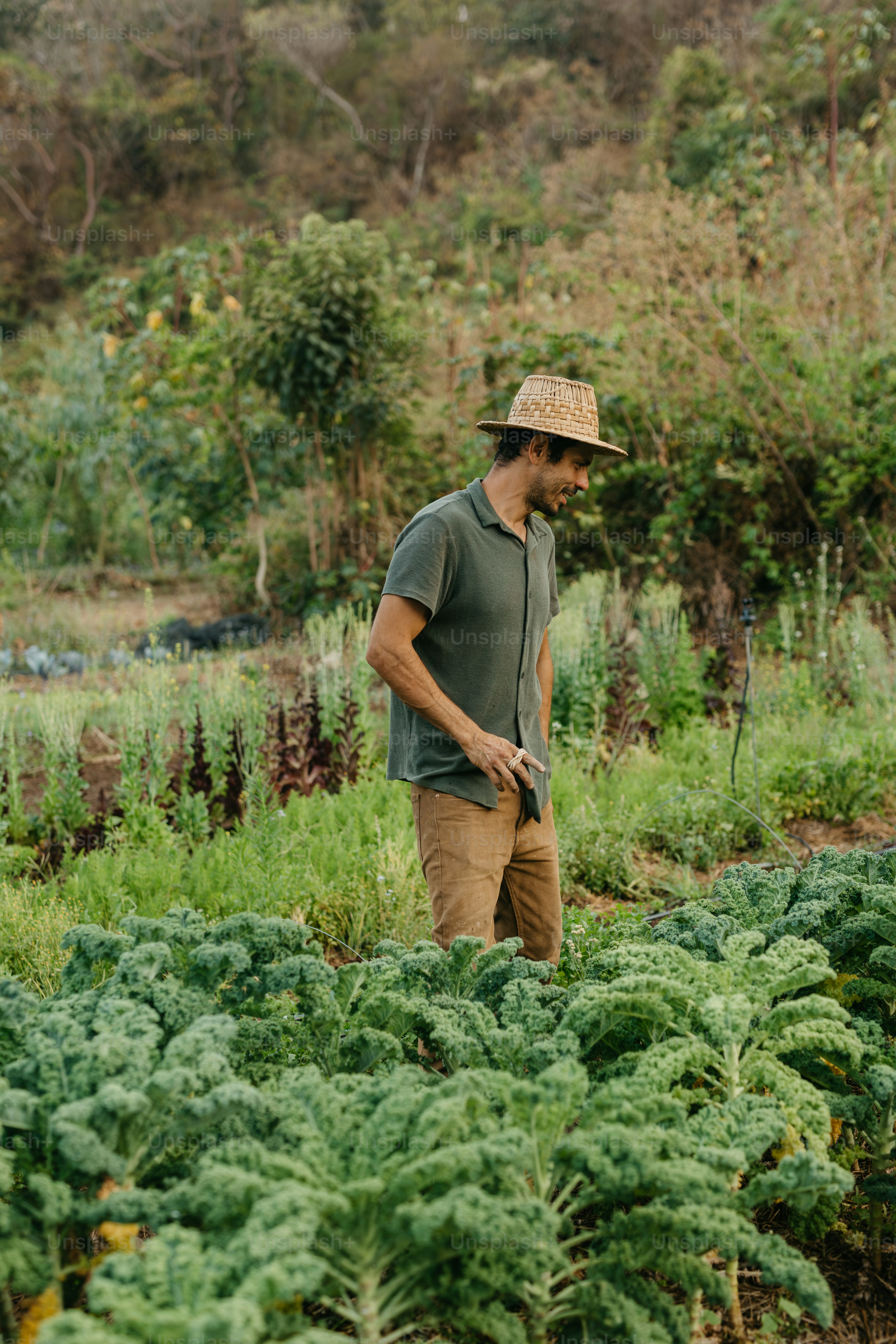 A man standing in a field of vegetables