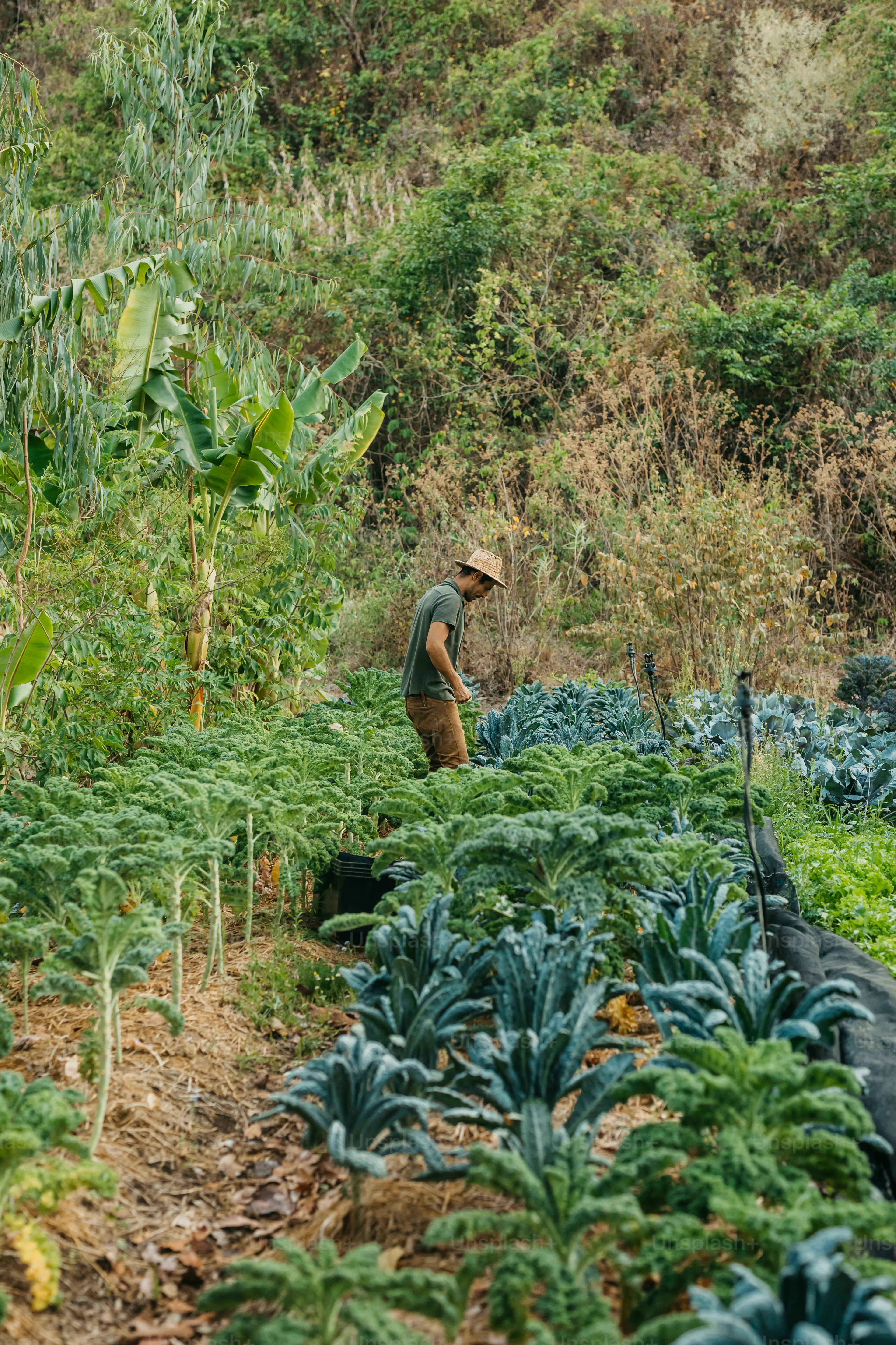 Ein Mann steht auf einem Feld mit grünen Pflanzen