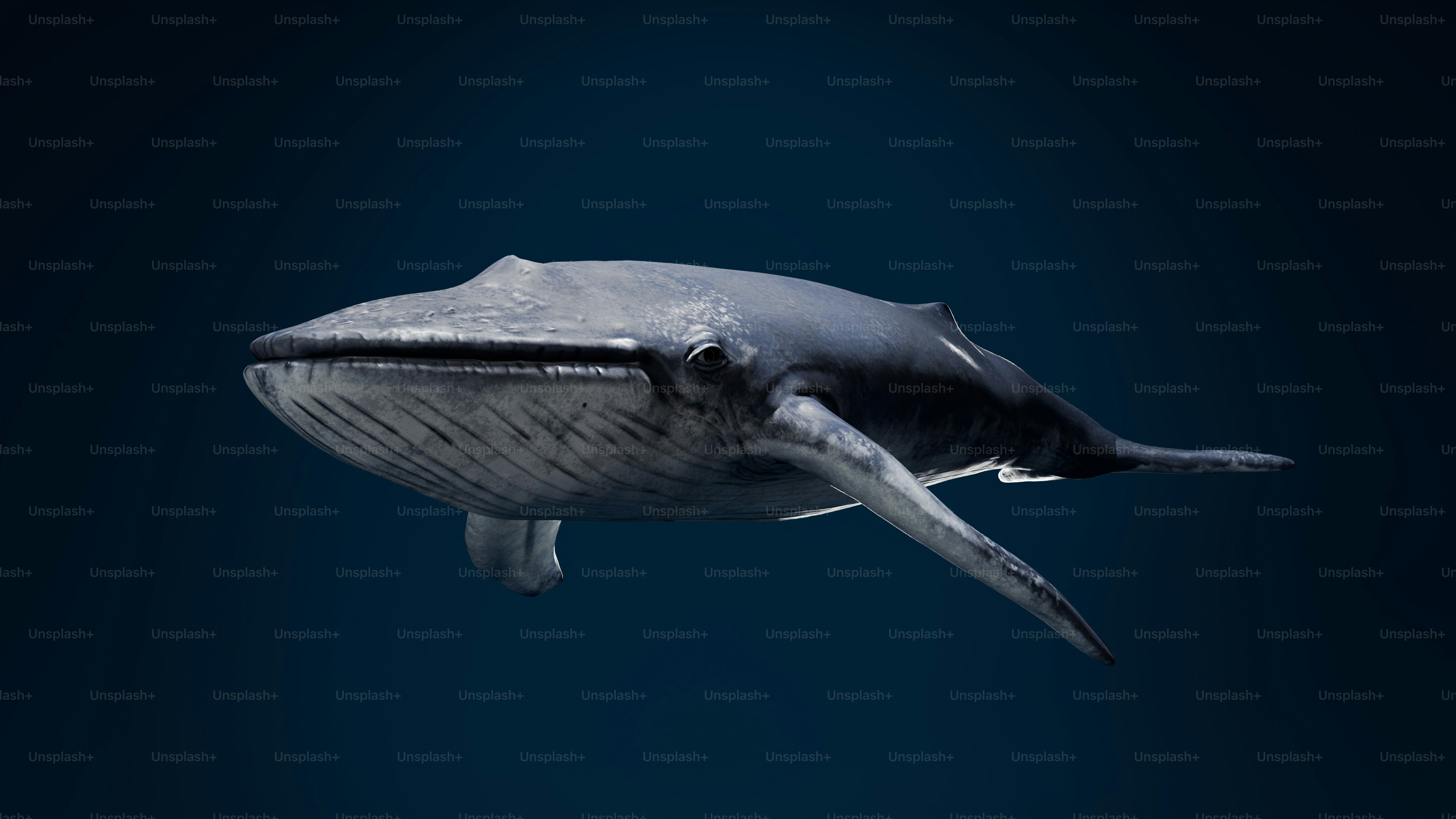 A blue whale is floating in the water