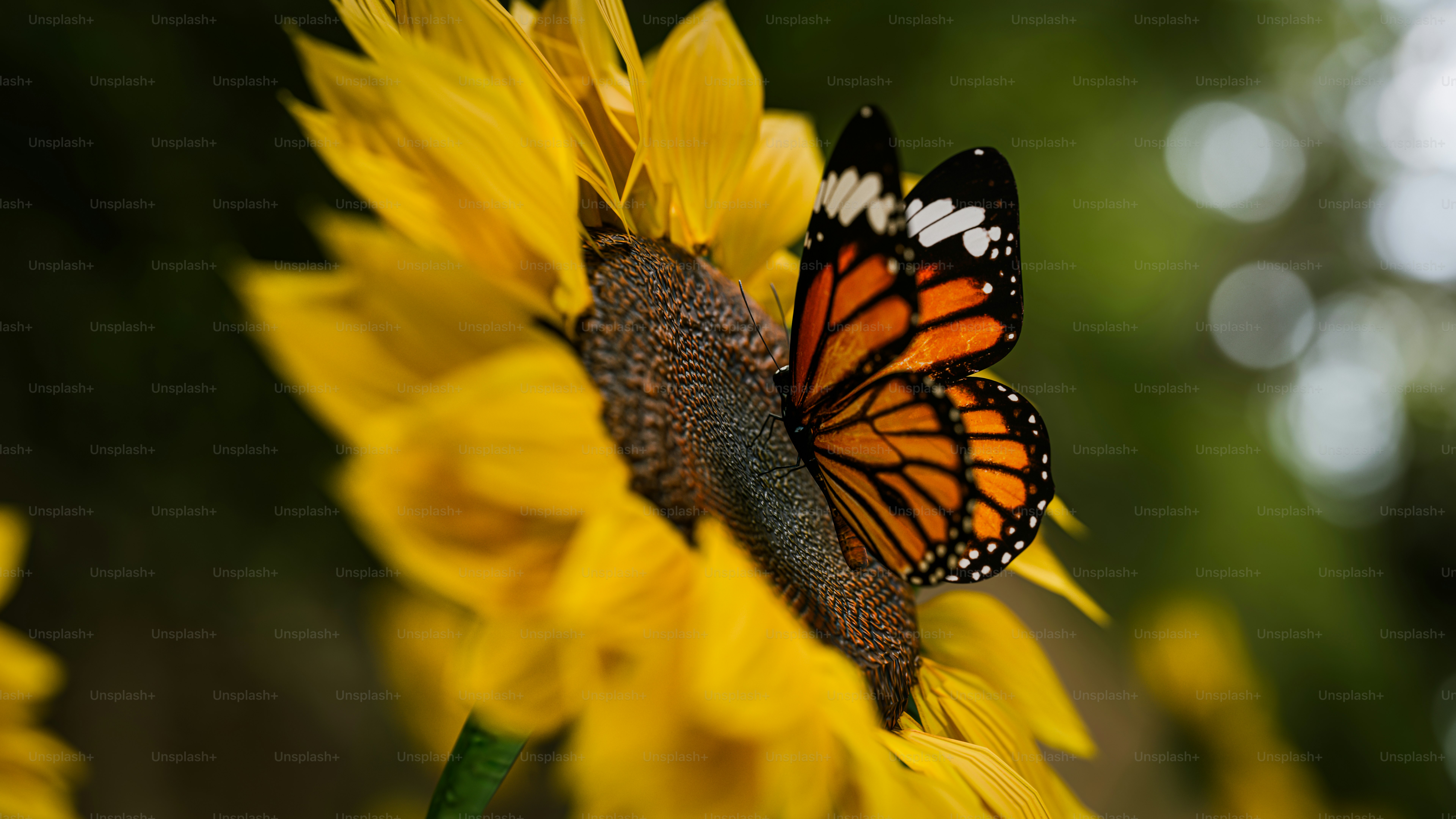 Un primer plano de una mariposa en un girasol