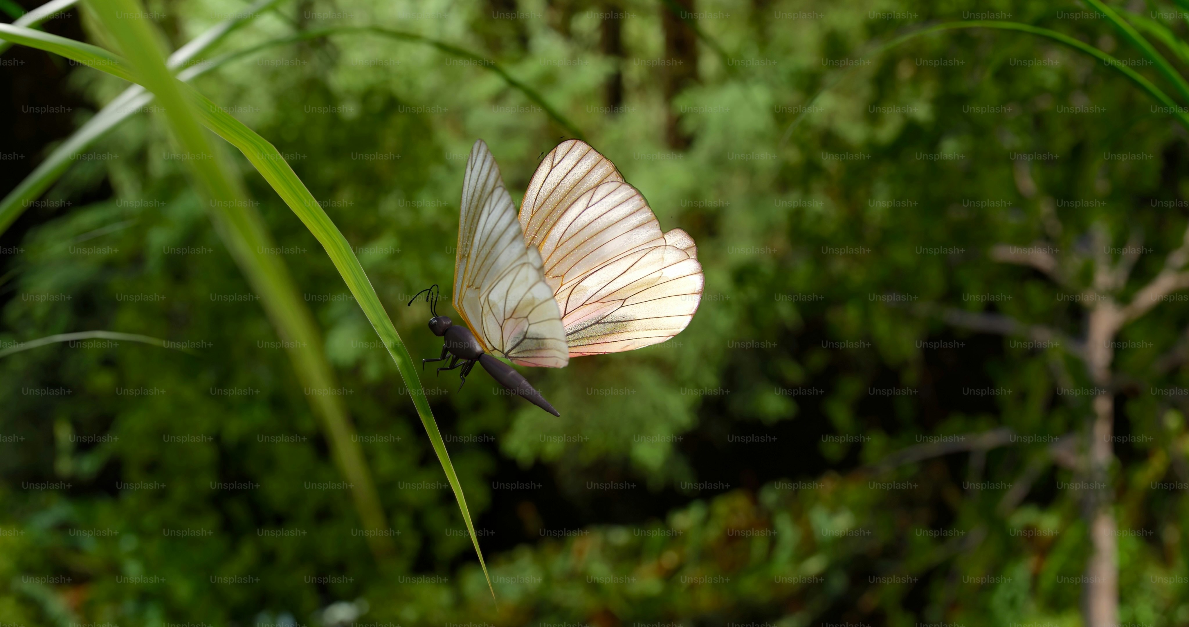 Butterfly - 3D