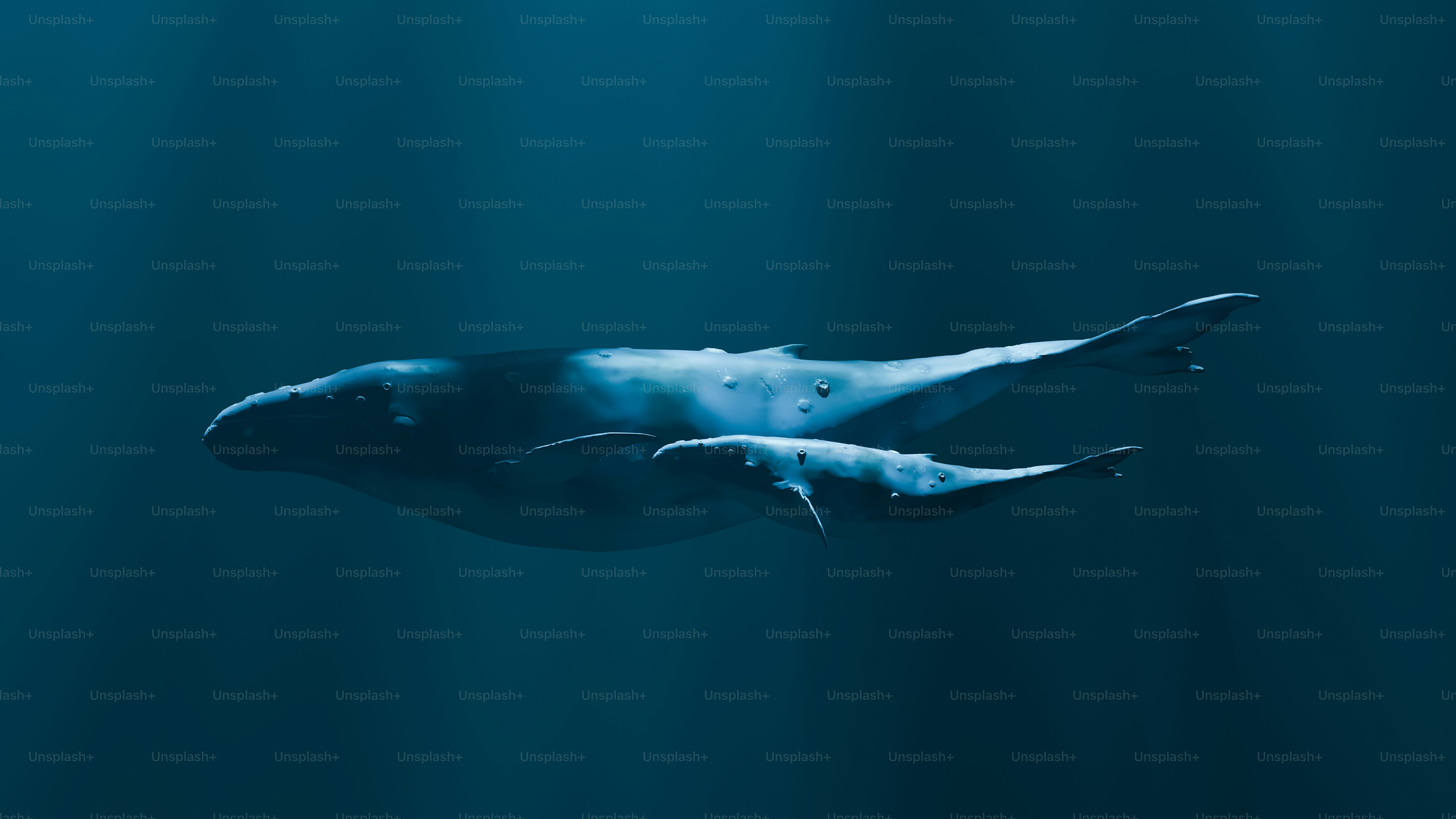 A large blue whale swimming in the ocean