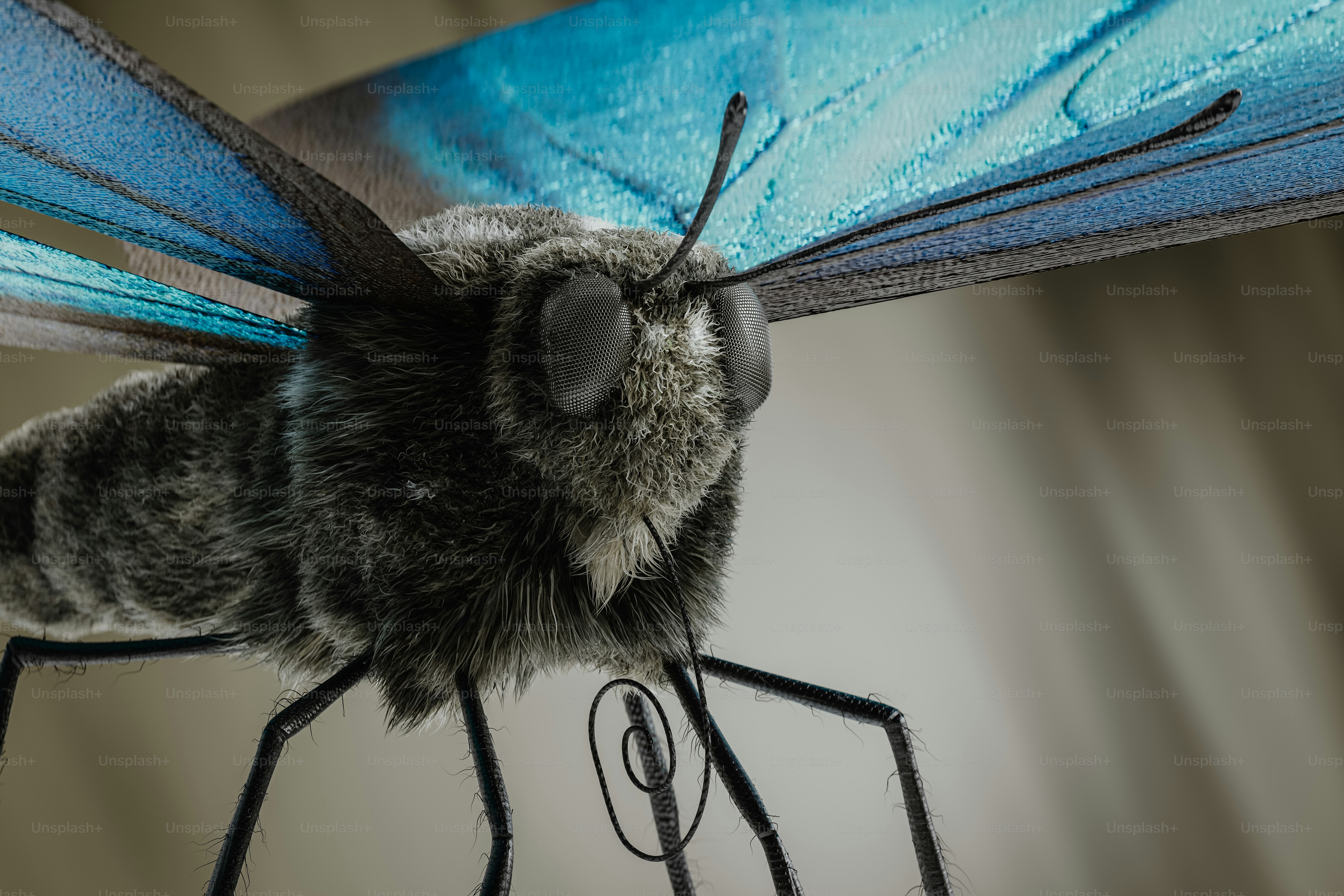 A close up of a small insect on a table photo – Render Image on Unsplash
