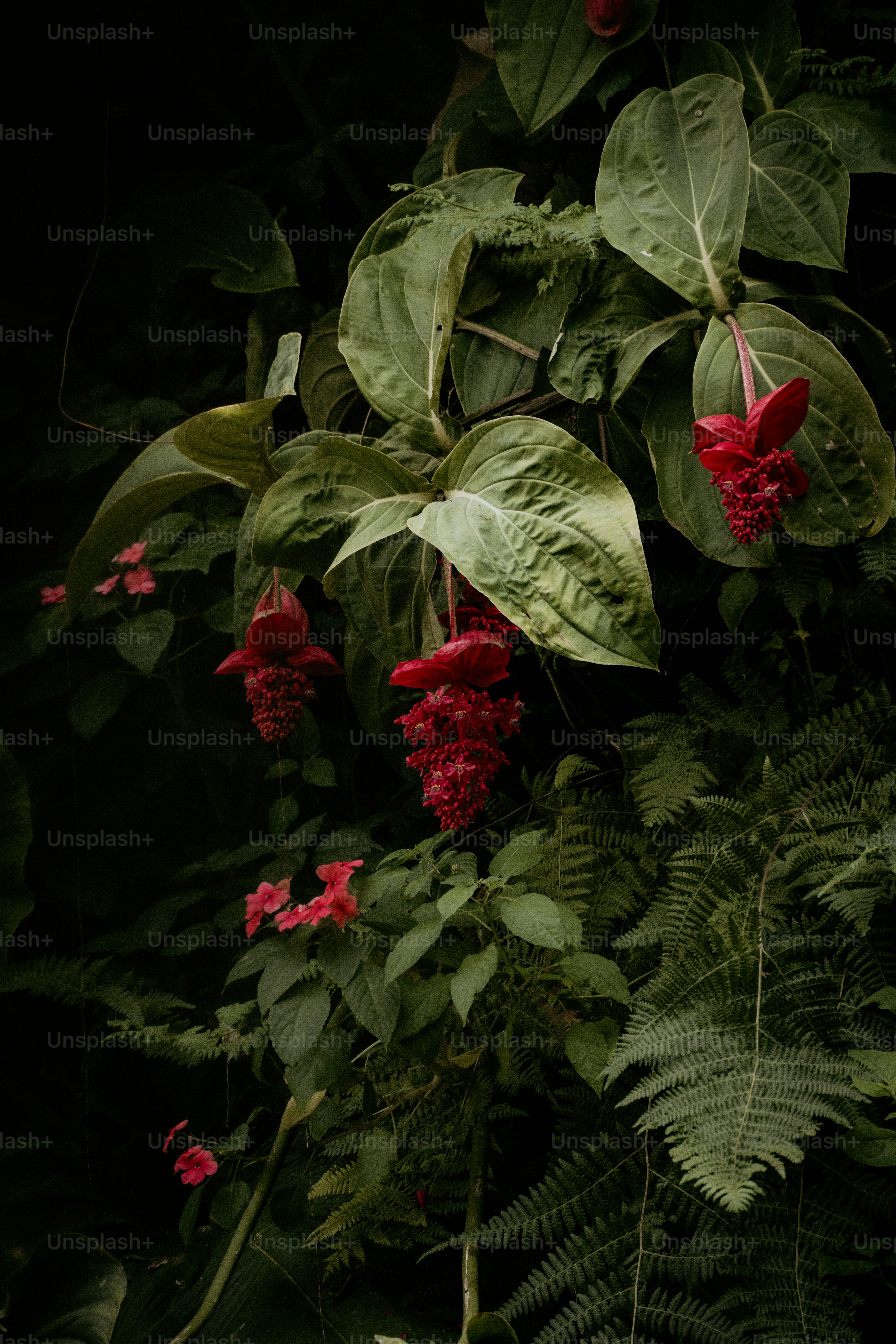 Uma planta com flores vermelhas e folhas verdes