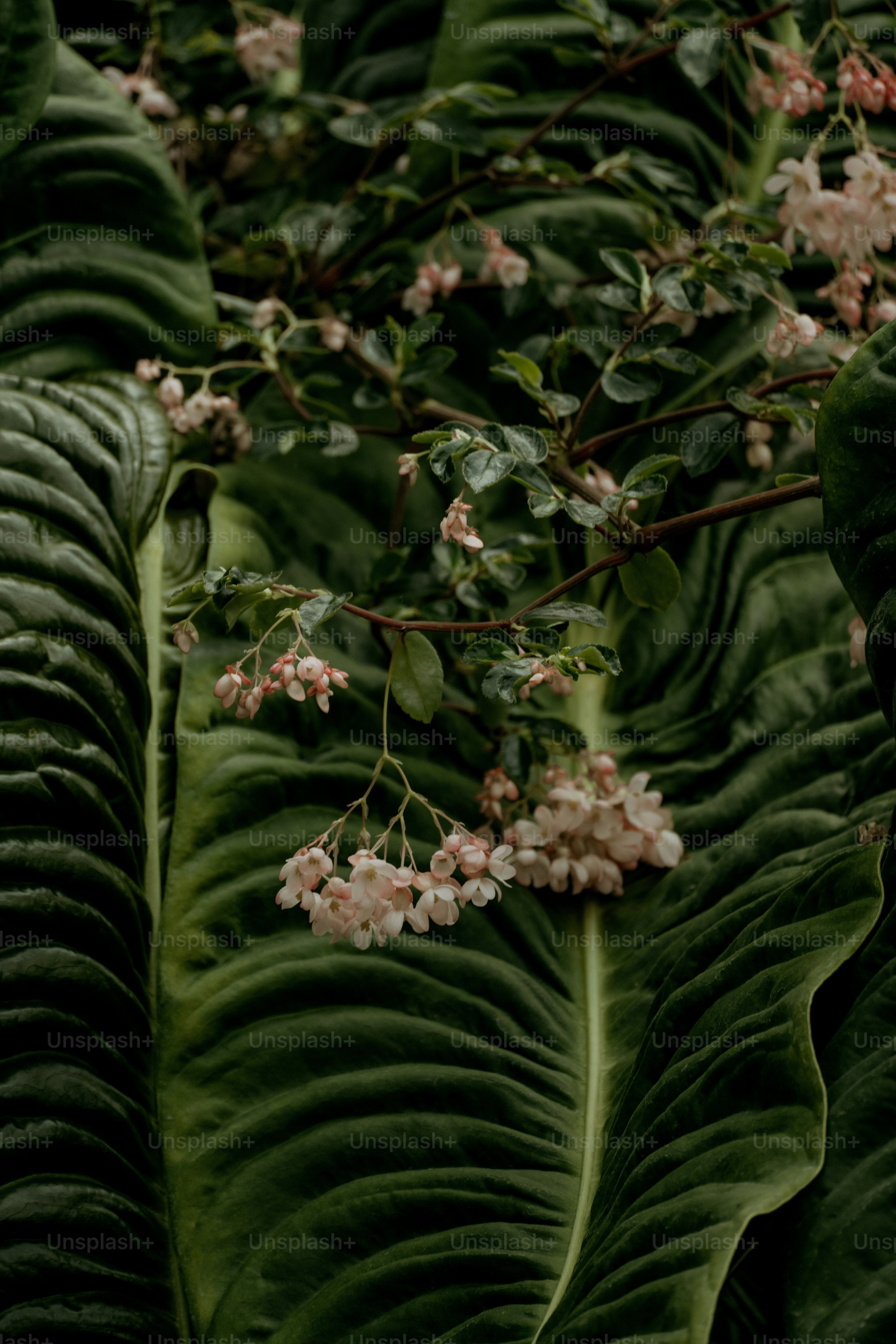A close up of a plant with flowers on it