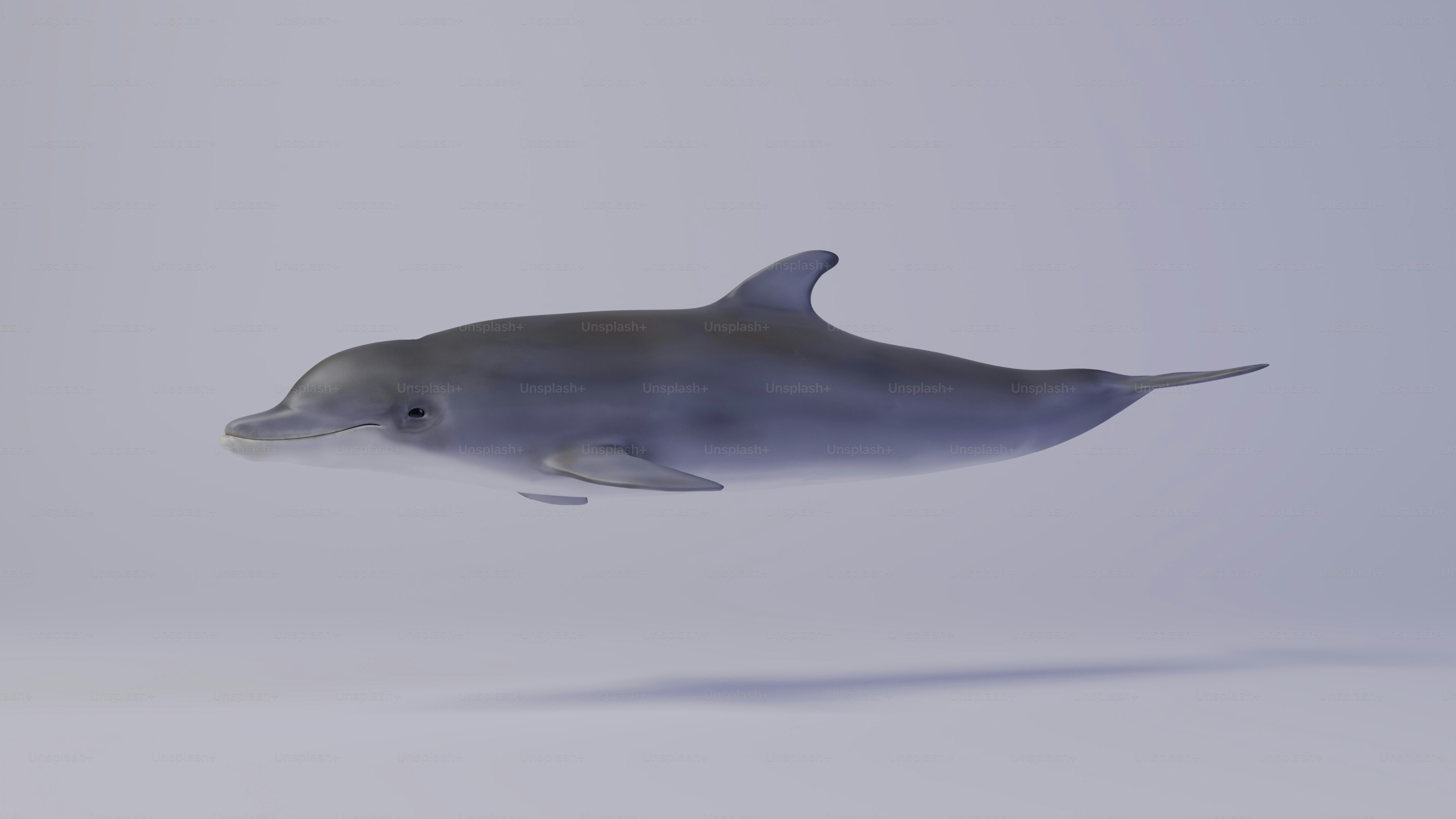 A dolphin swimming in the ocean on a foggy day