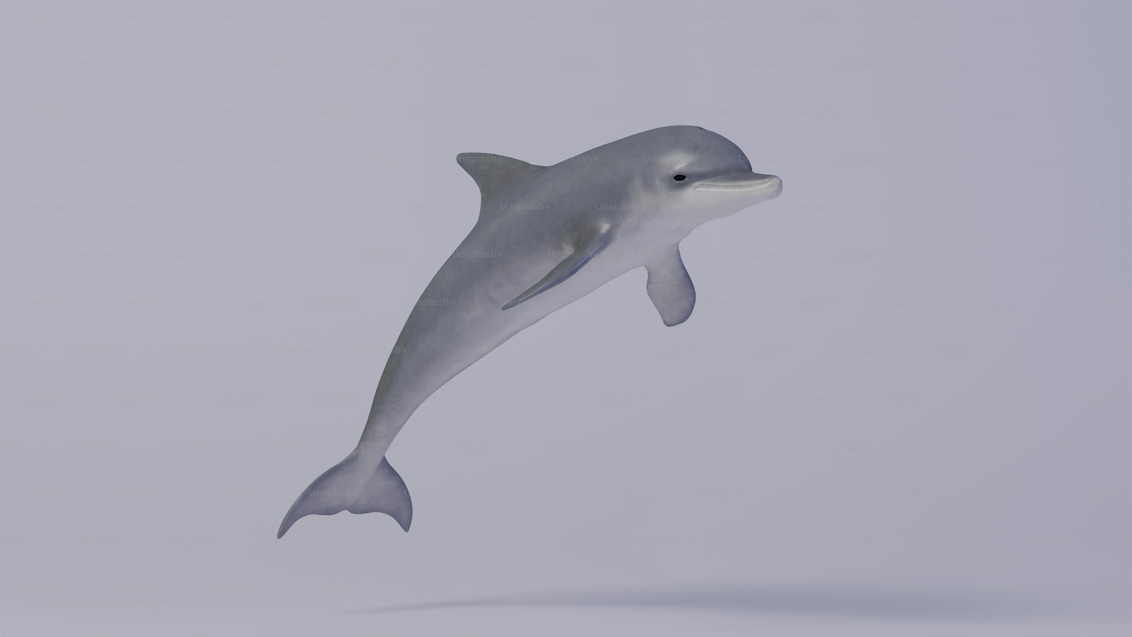 A dolphin is jumping in the air on a white background