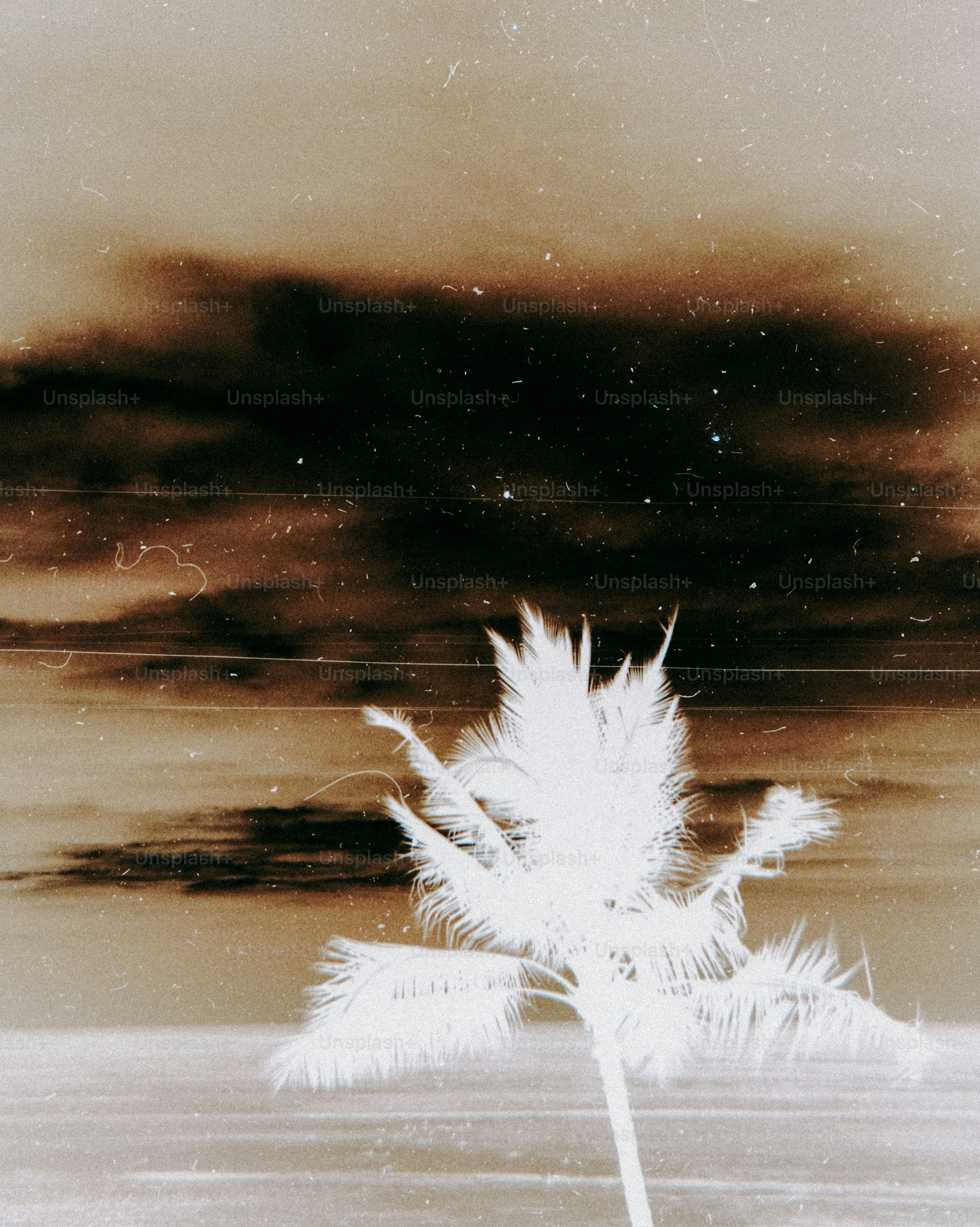 A black and white photo of a palm tree