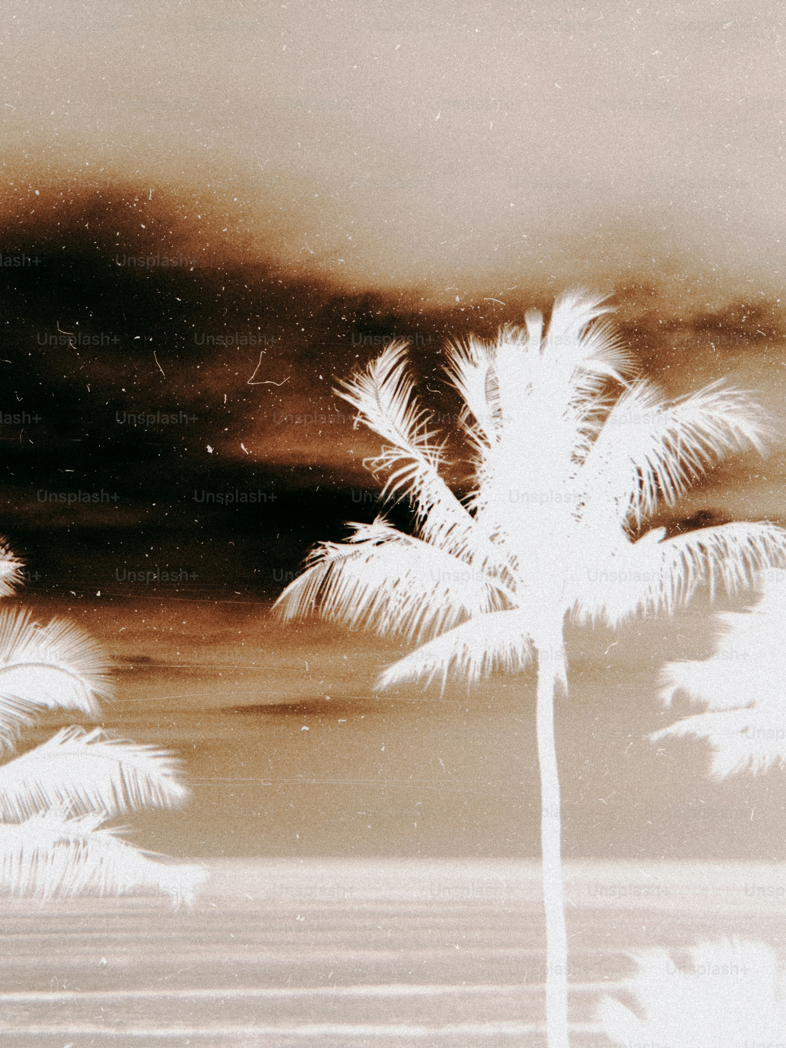 A black and white photo of a palm tree