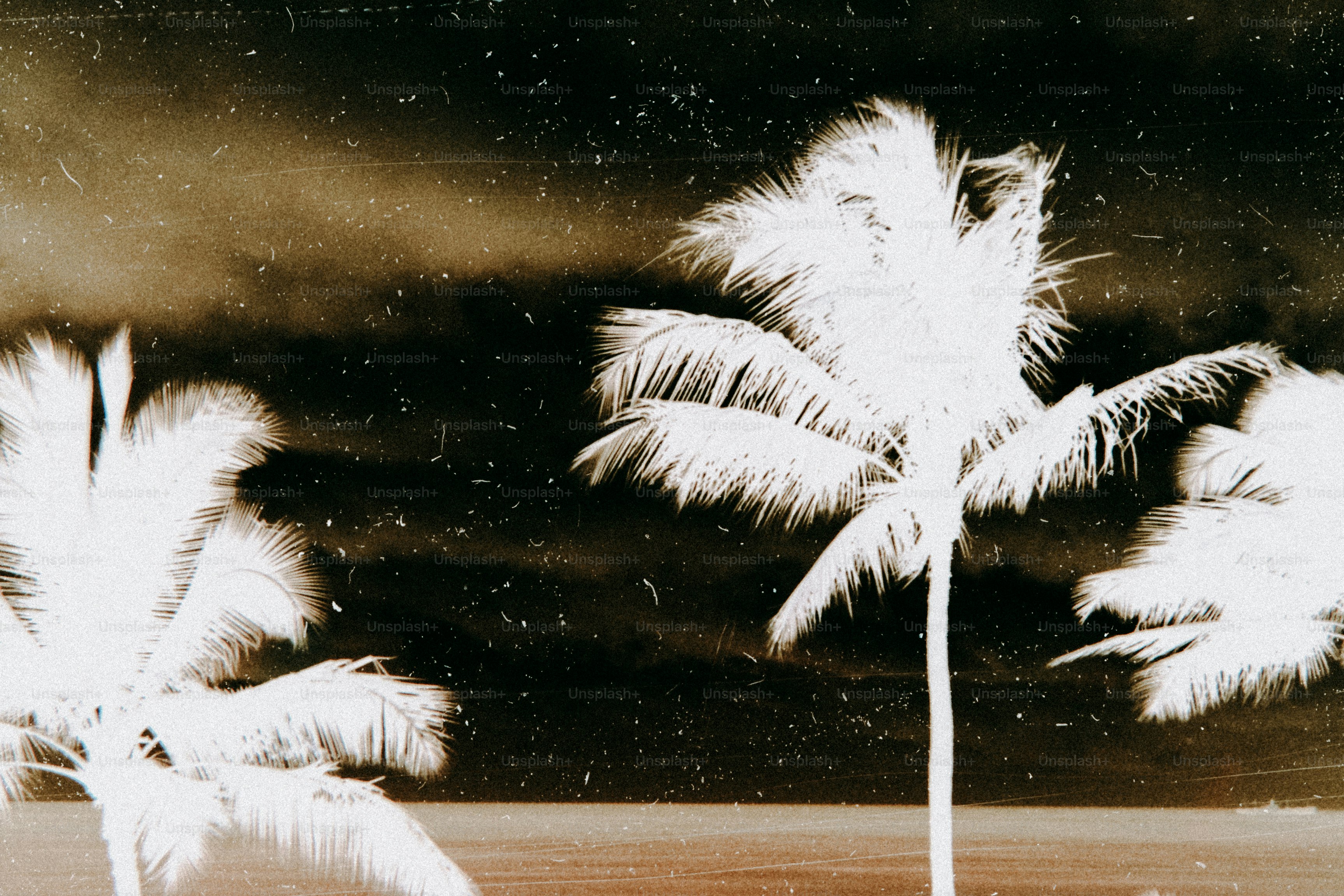 A black and white photo of palm trees