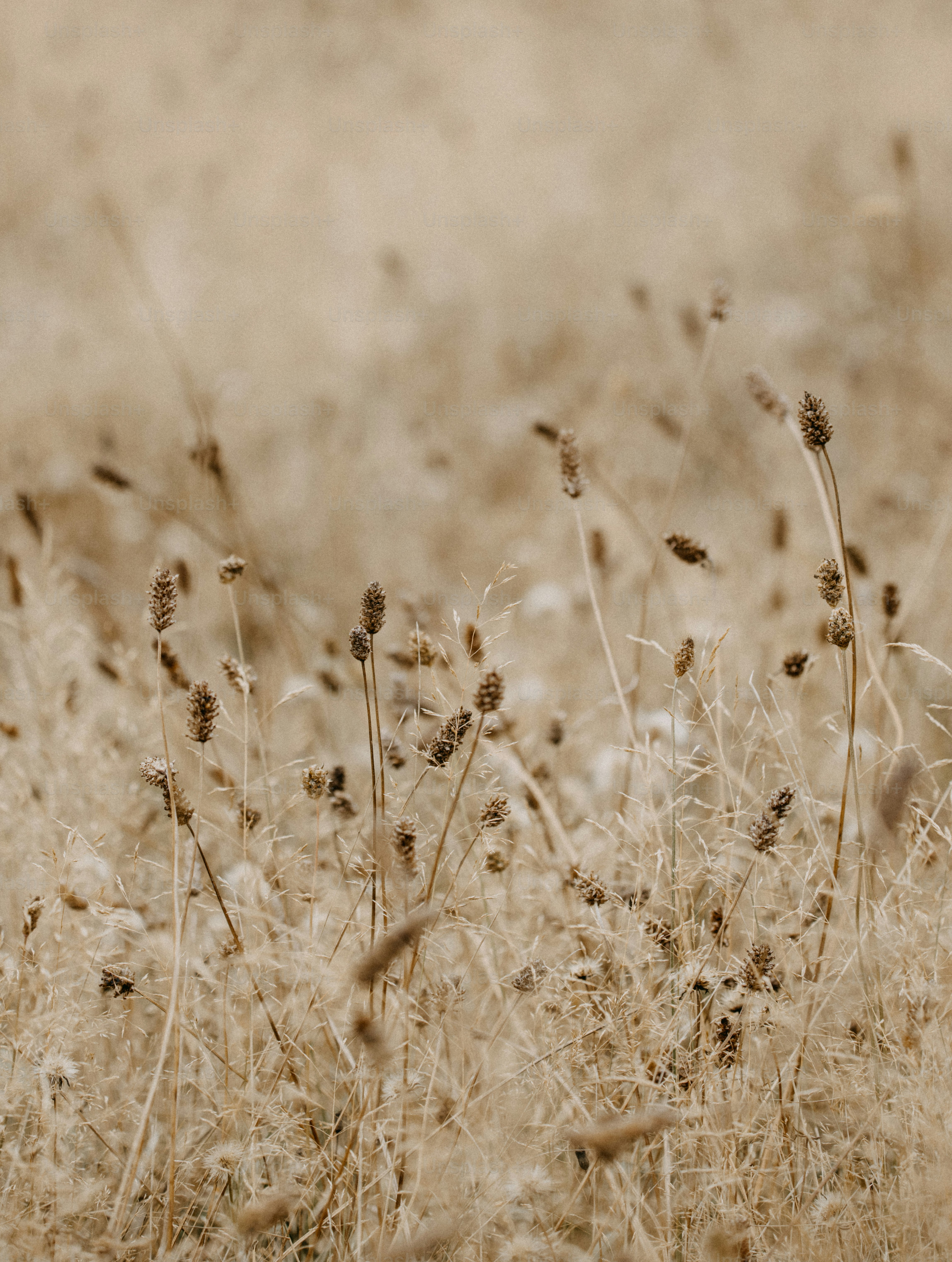 Um pássaro está de pé em um campo de grama alta