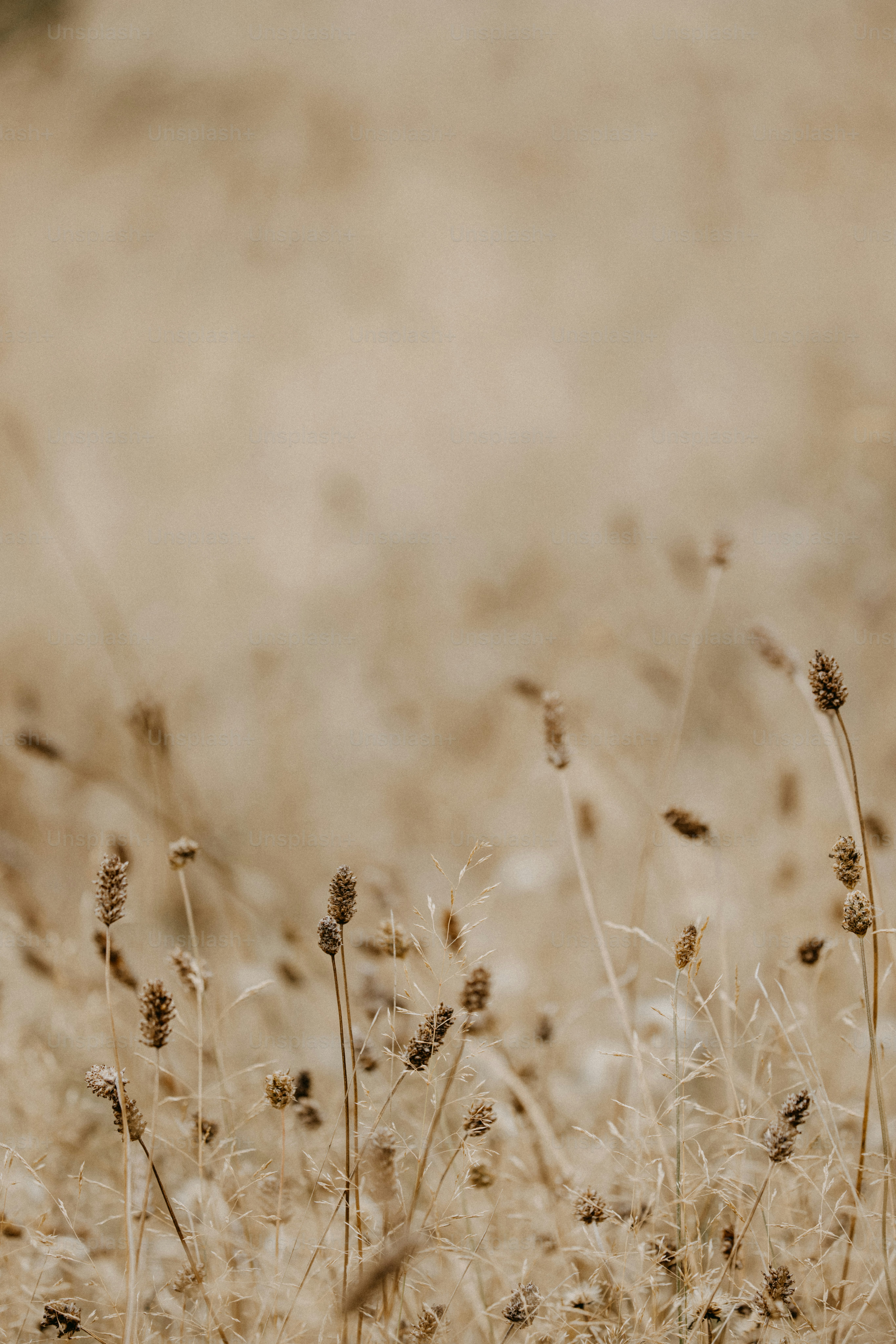 A close up of a field of tall grass