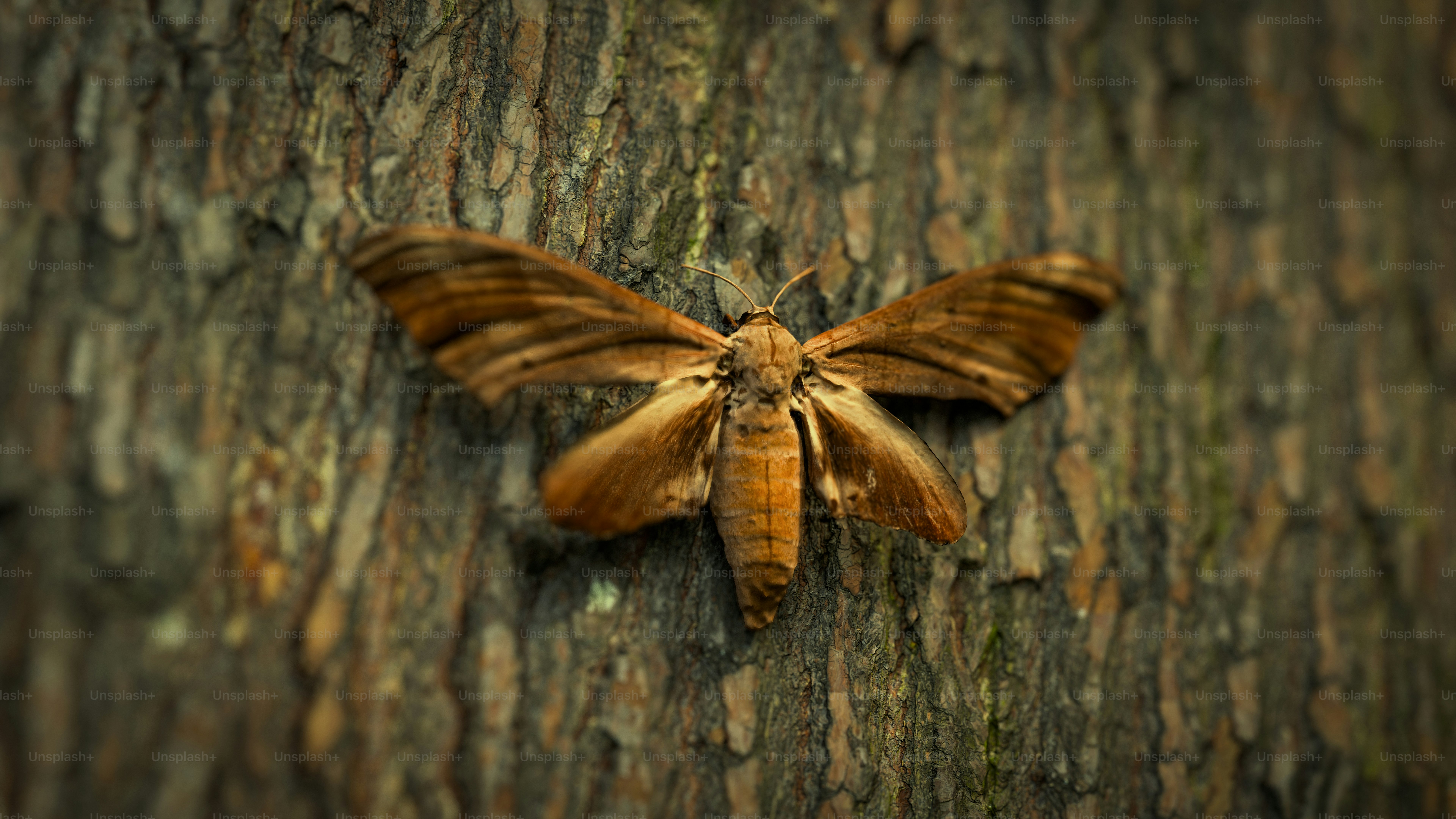 A moth that is sitting on a tree photo – Digital image Image on Unsplash