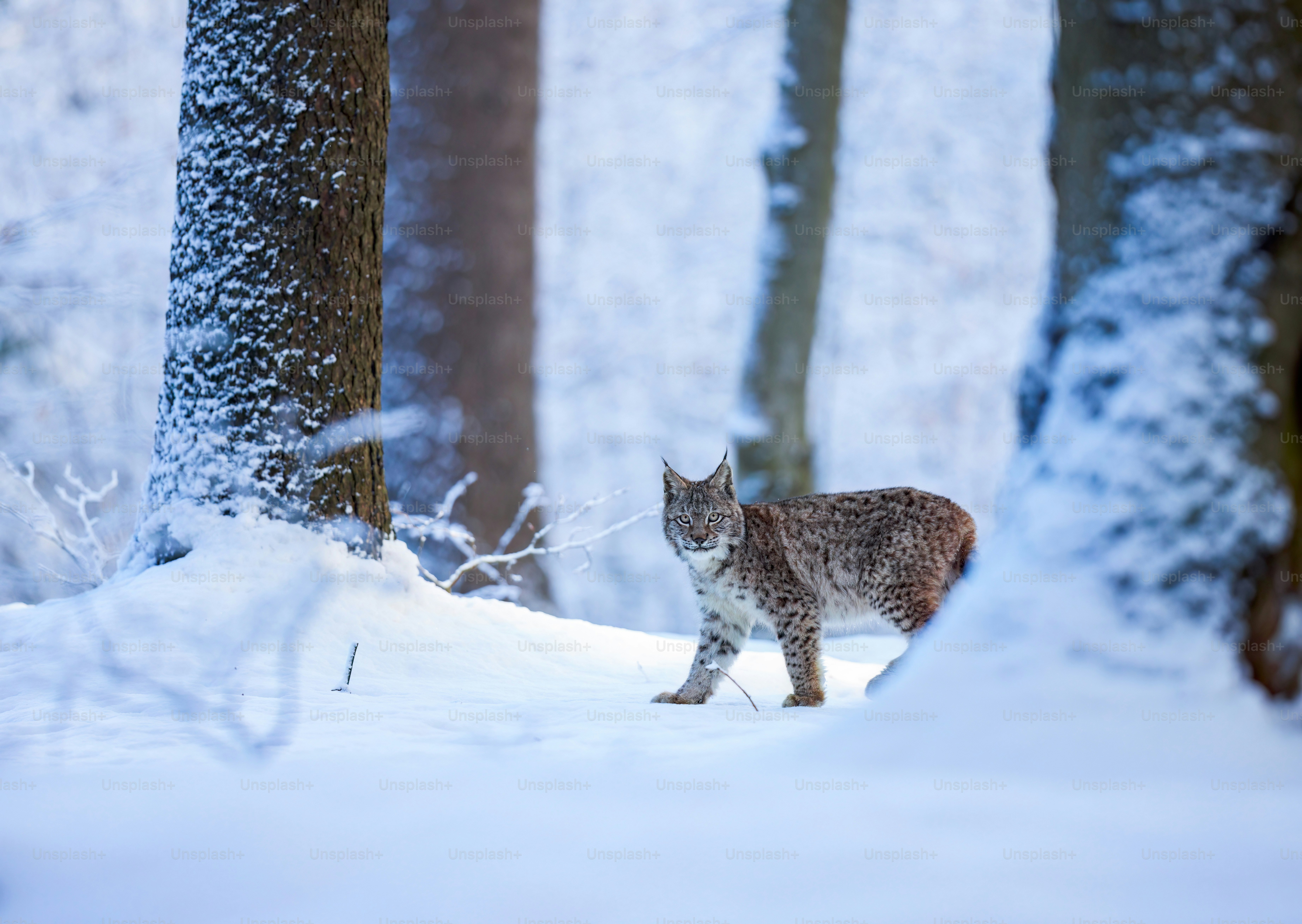 A cat walking through a snow covered forest
