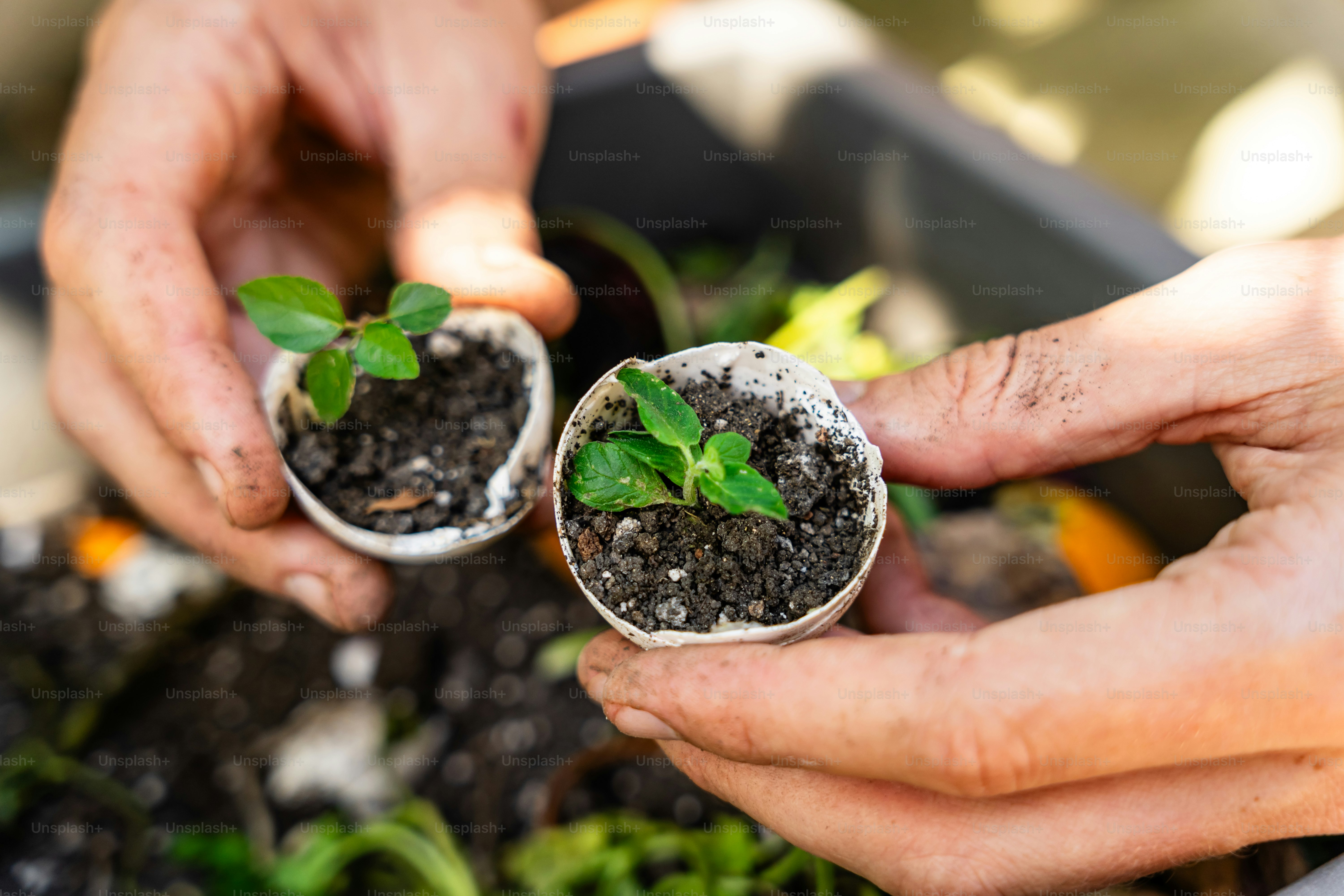 Un par de personas que sostienen algunas plantas