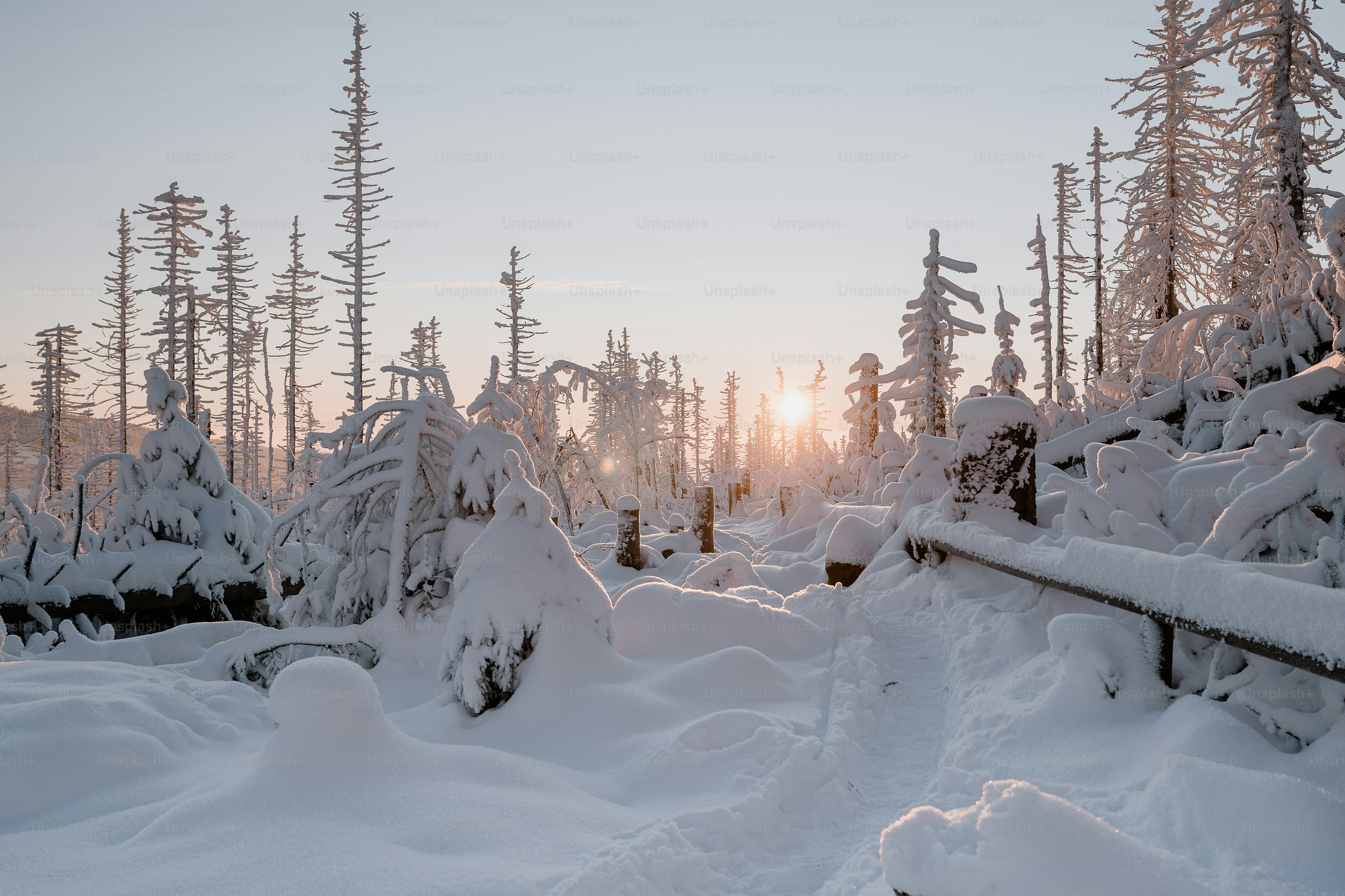 The sun is shining through the trees in the snow