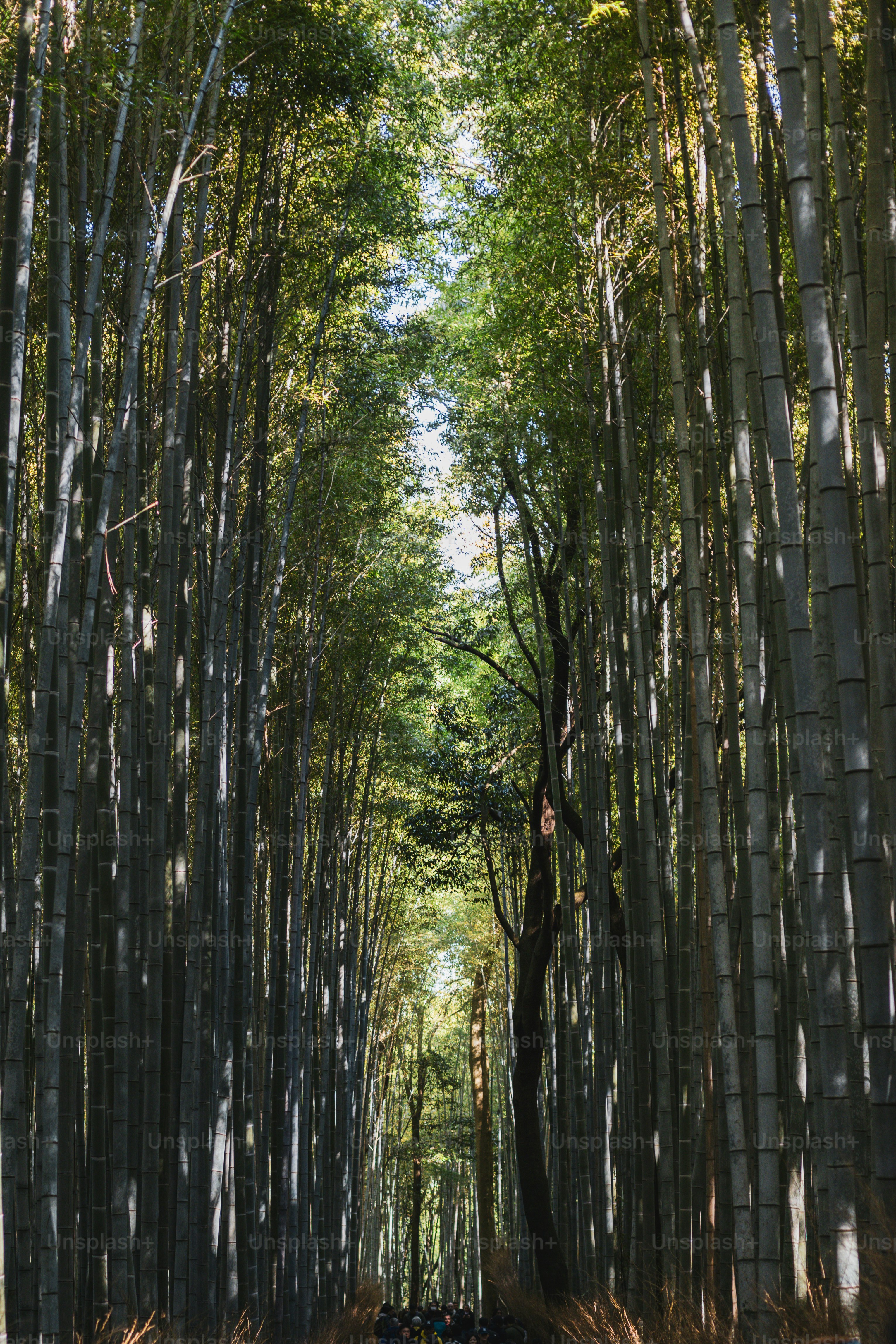 Ein Feldweg, der von hohen Bambusbäumen umgeben ist