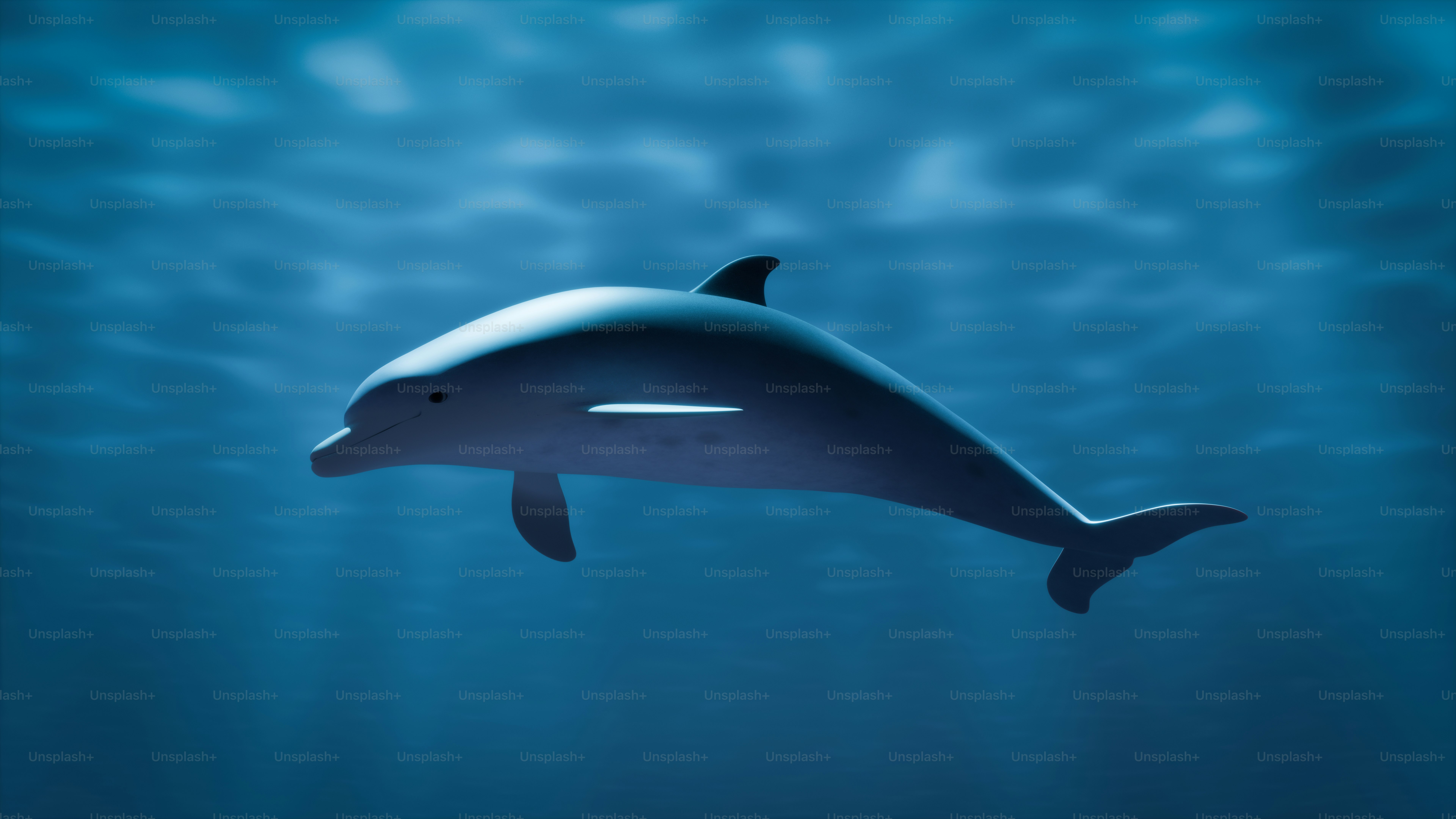 A picture of a dolphin swimming in the ocean