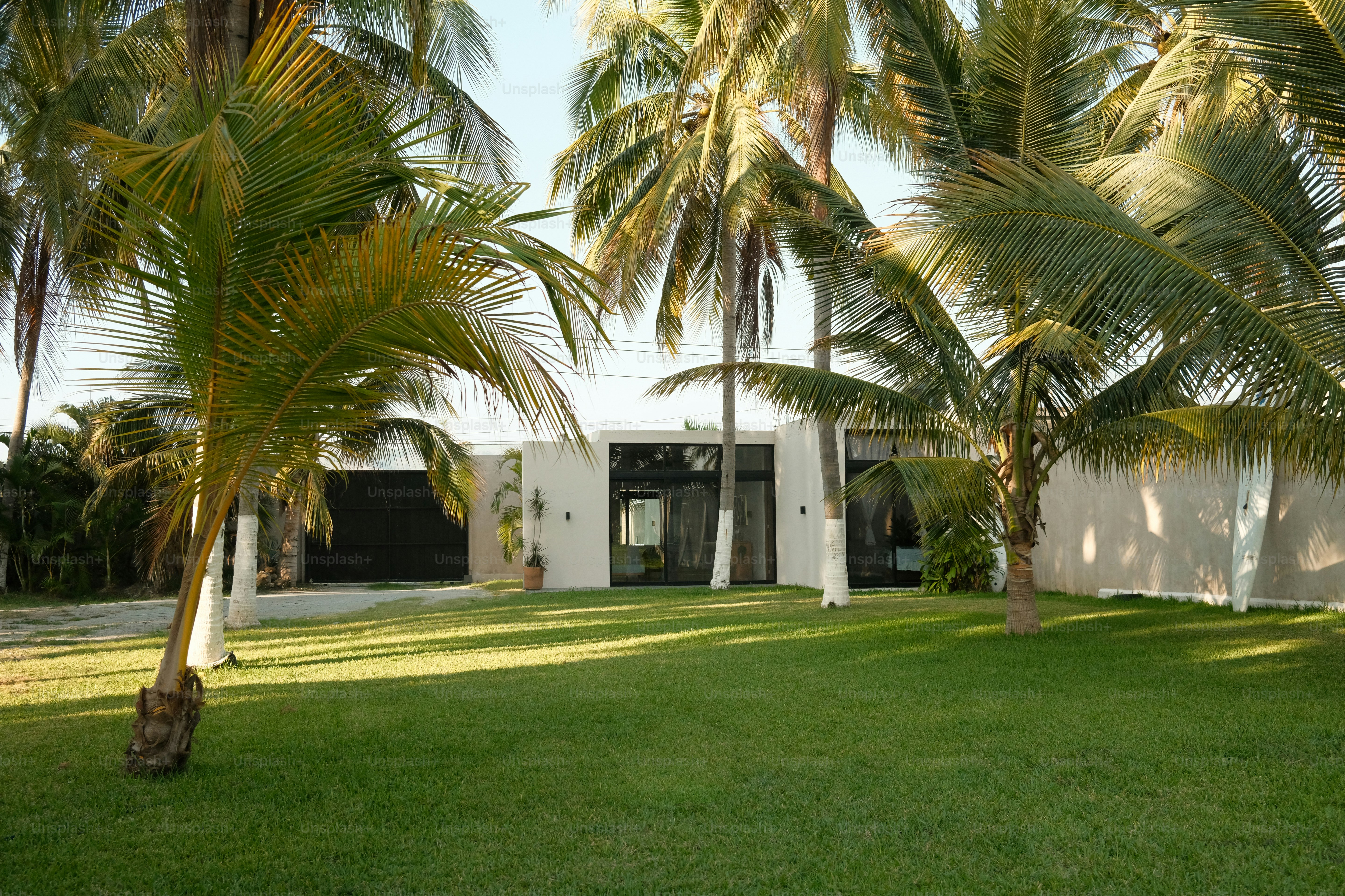 A house surrounded by palm trees on a sunny day