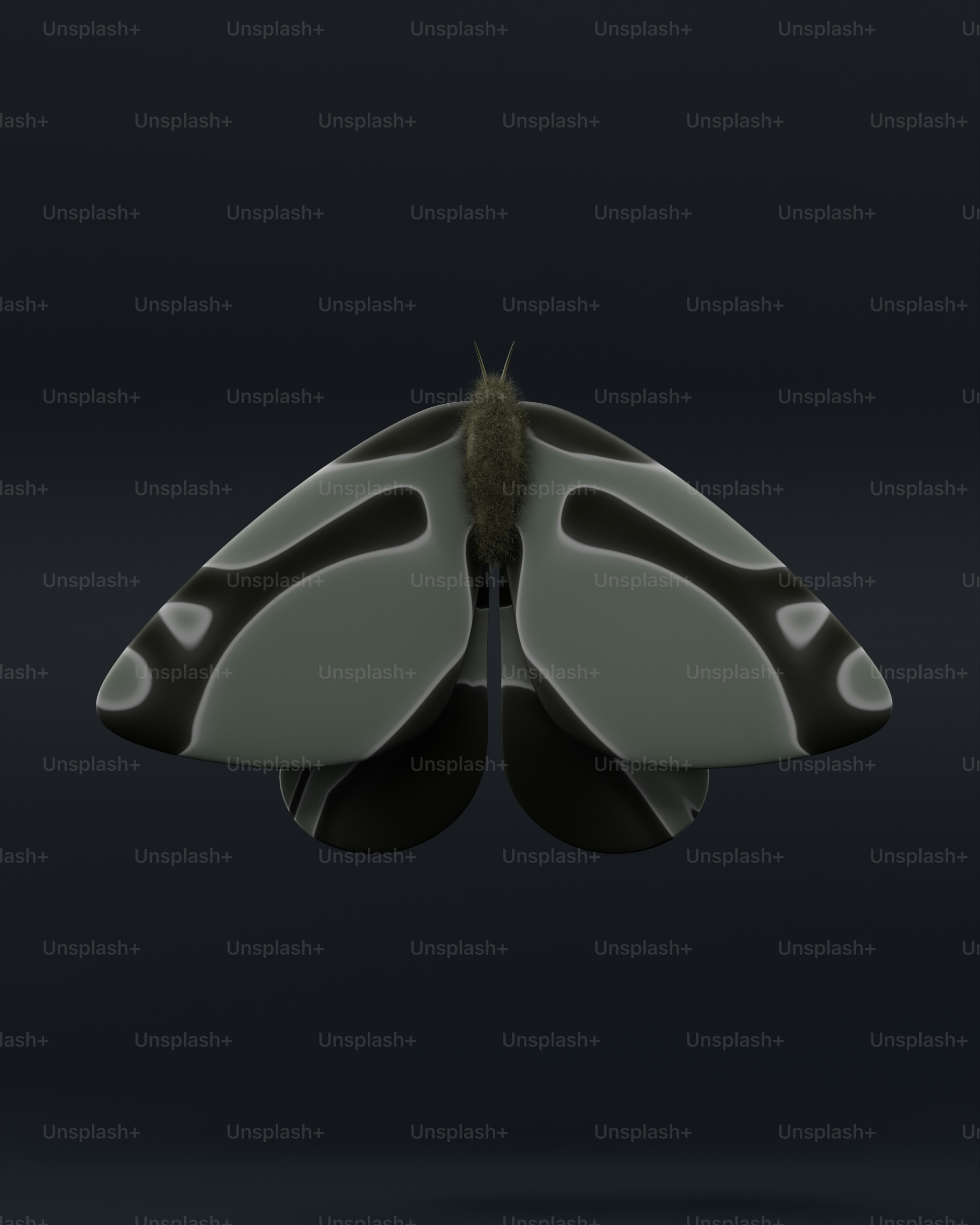 A black and white butterfly on a black background