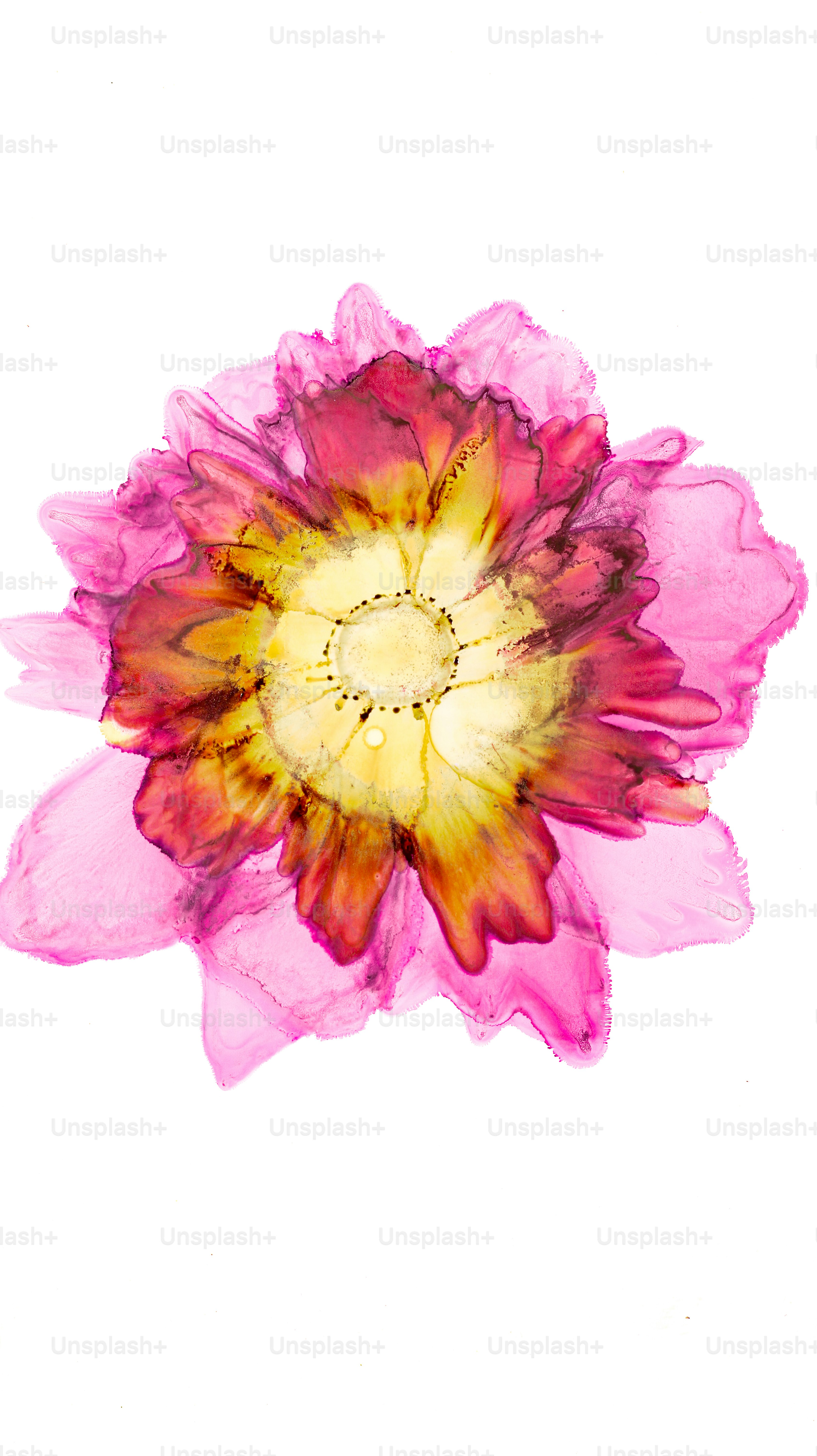 A pink and yellow flower on a white background