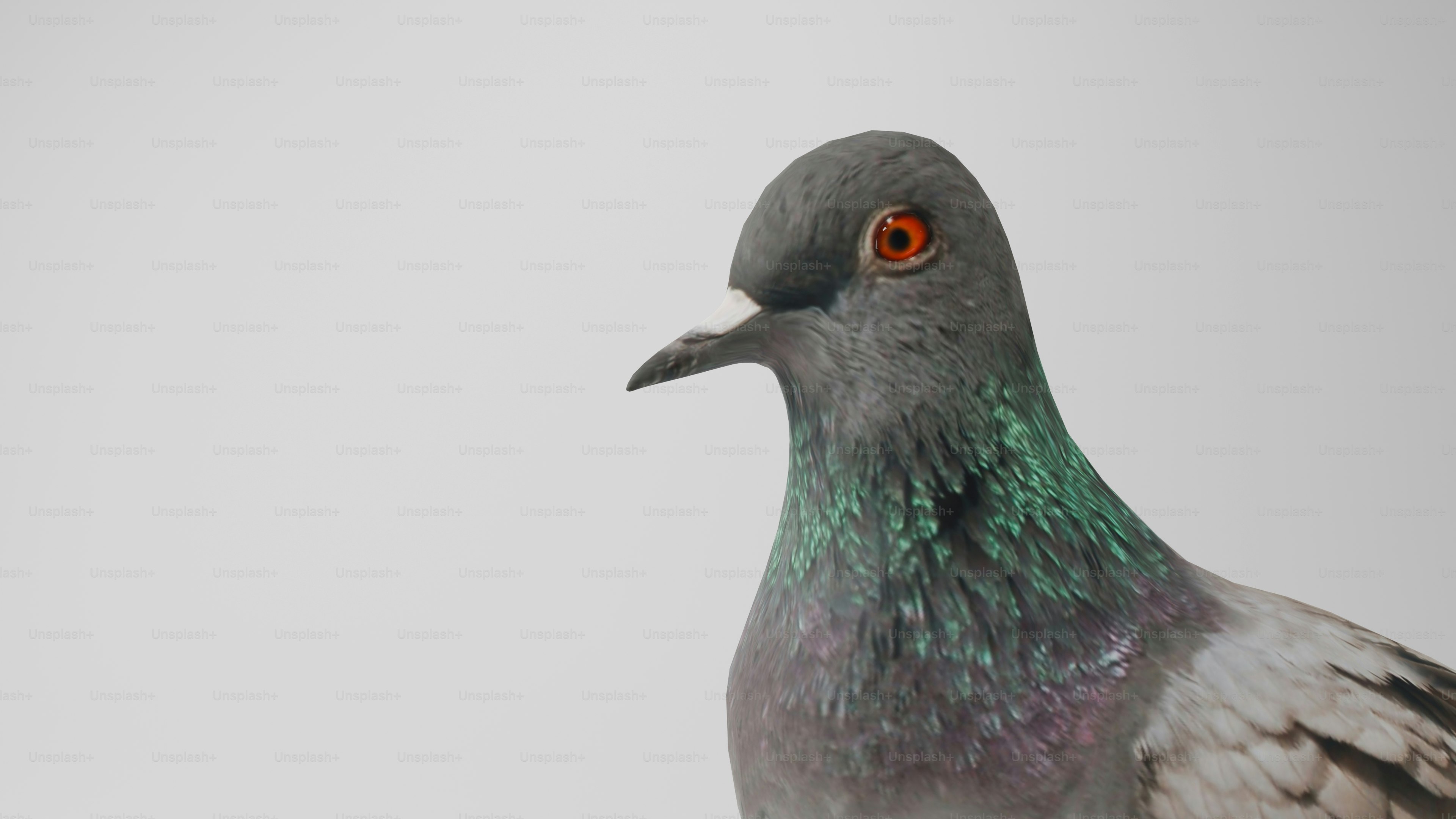 岩の上の鳩のクローズアップ