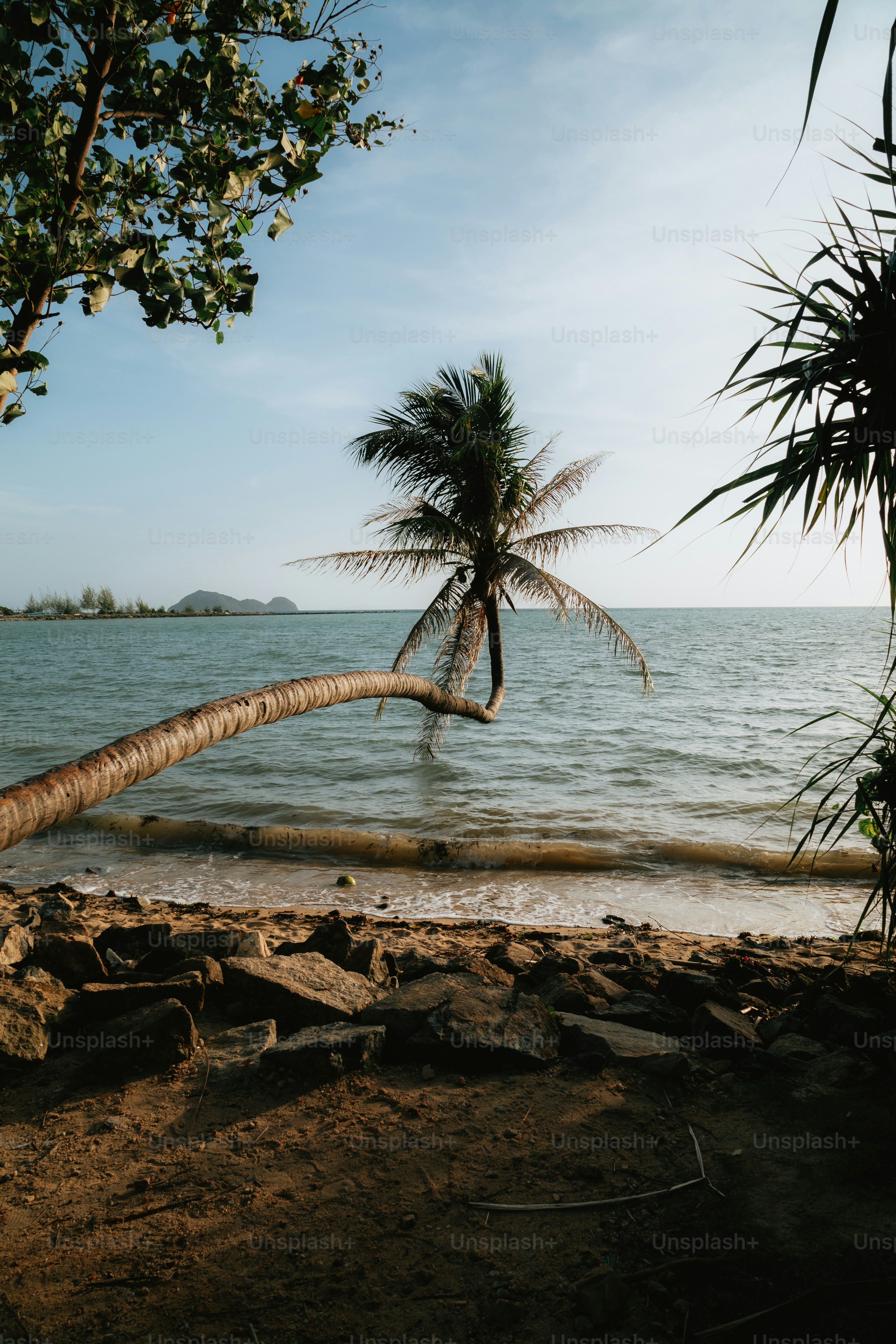A palm tree leaning over on the beach