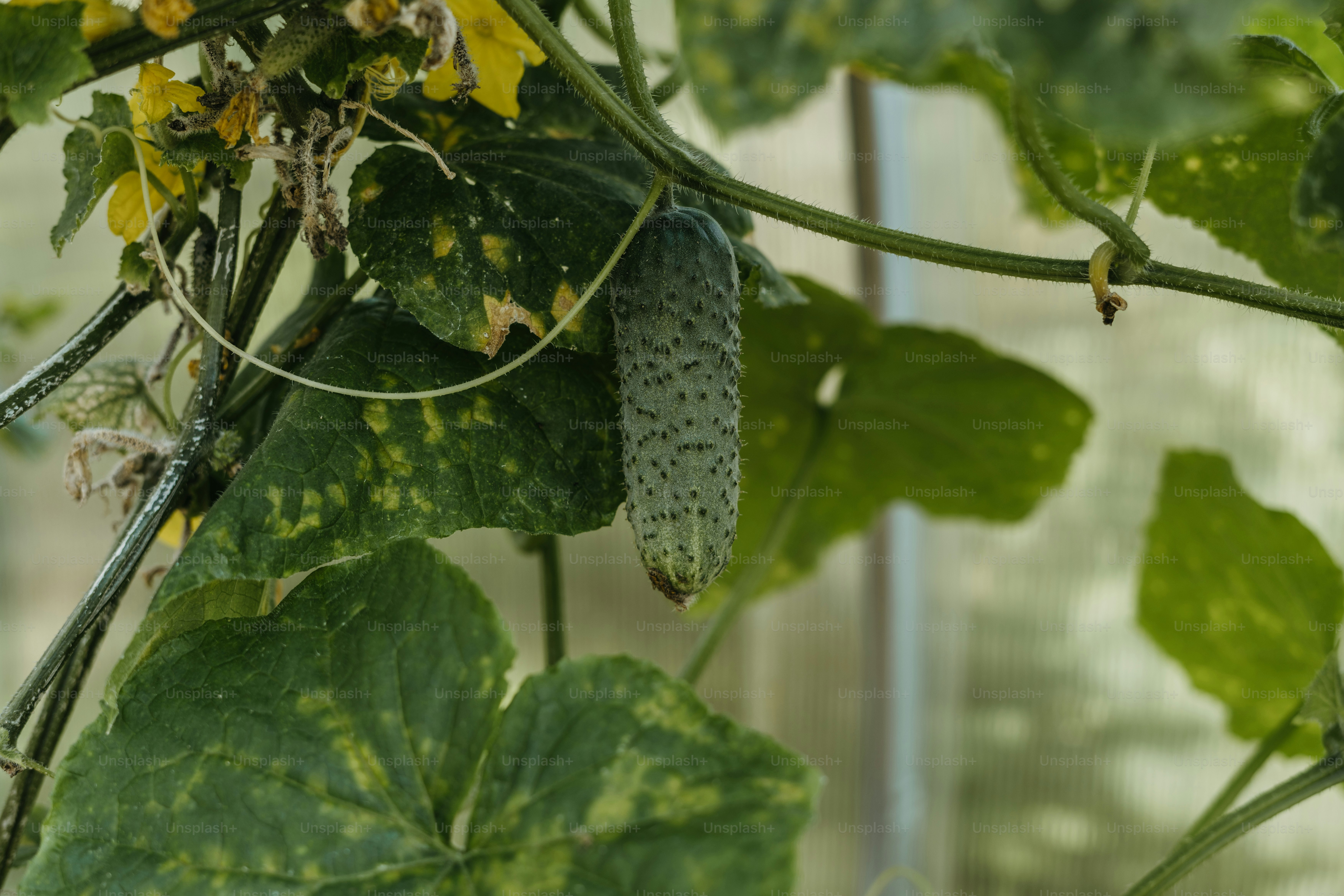 Un primer plano de una planta verde con flores amarillas