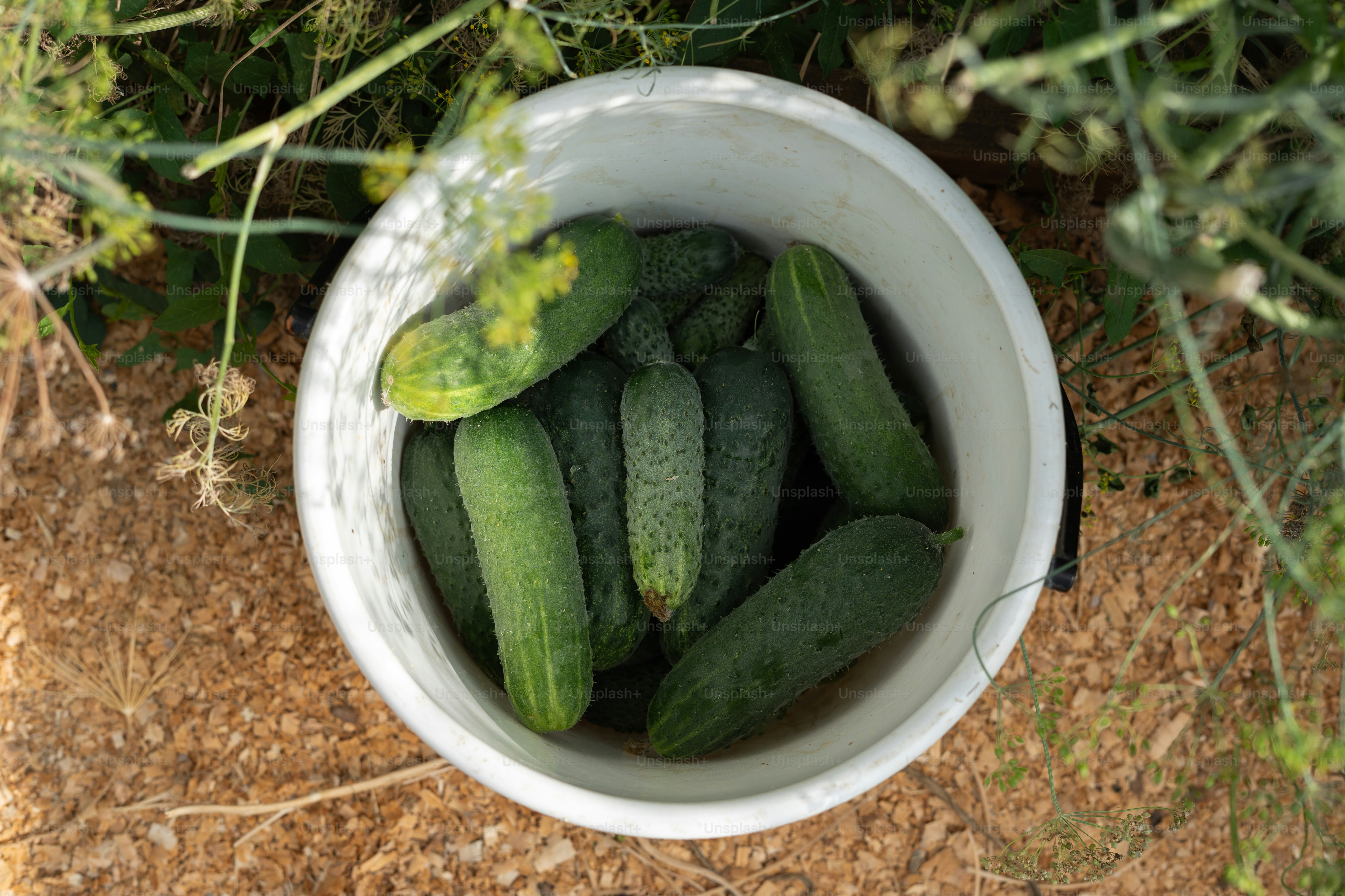 cucumbers