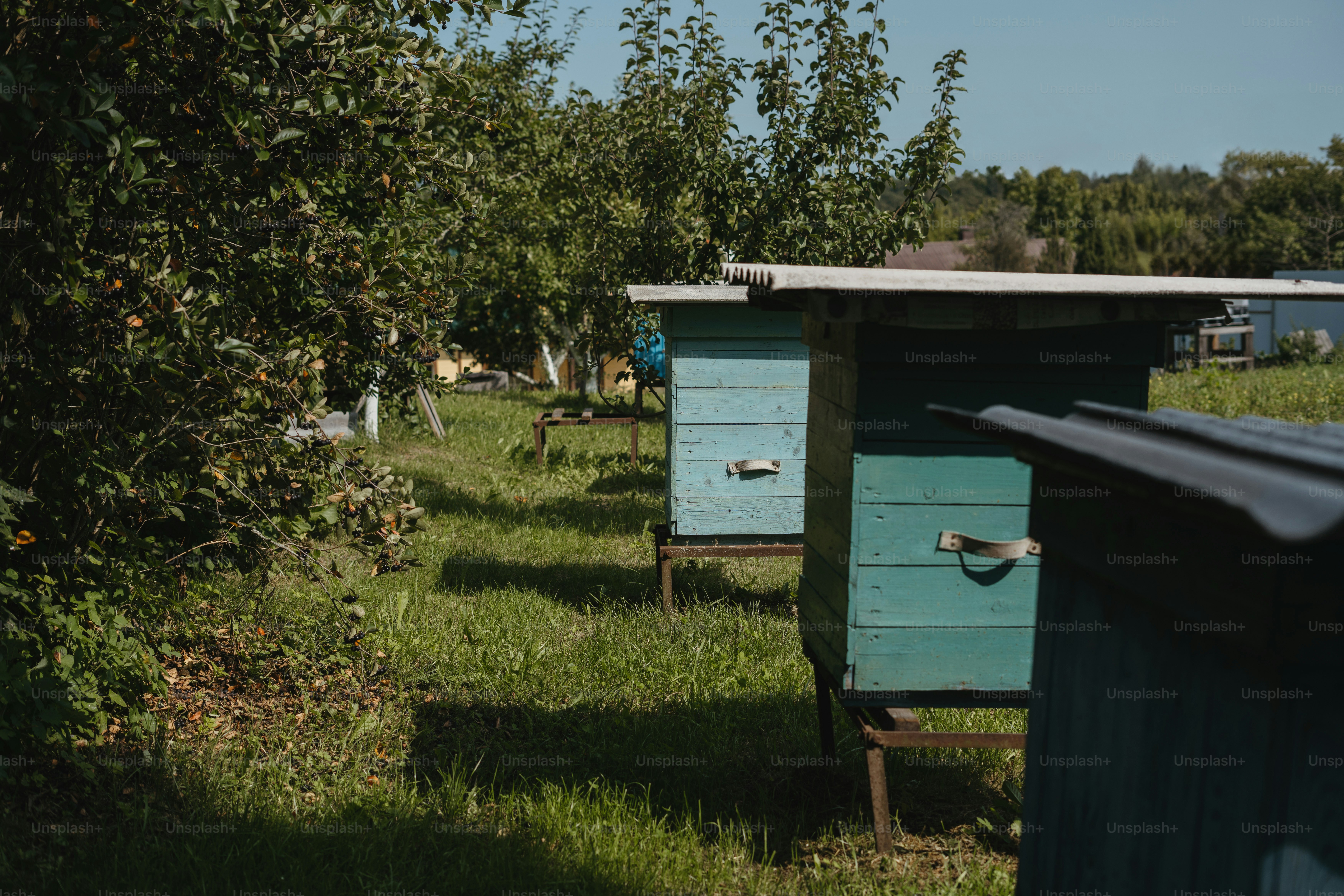 Eine Reihe von Bienenstöcken in einer Apfelplantage