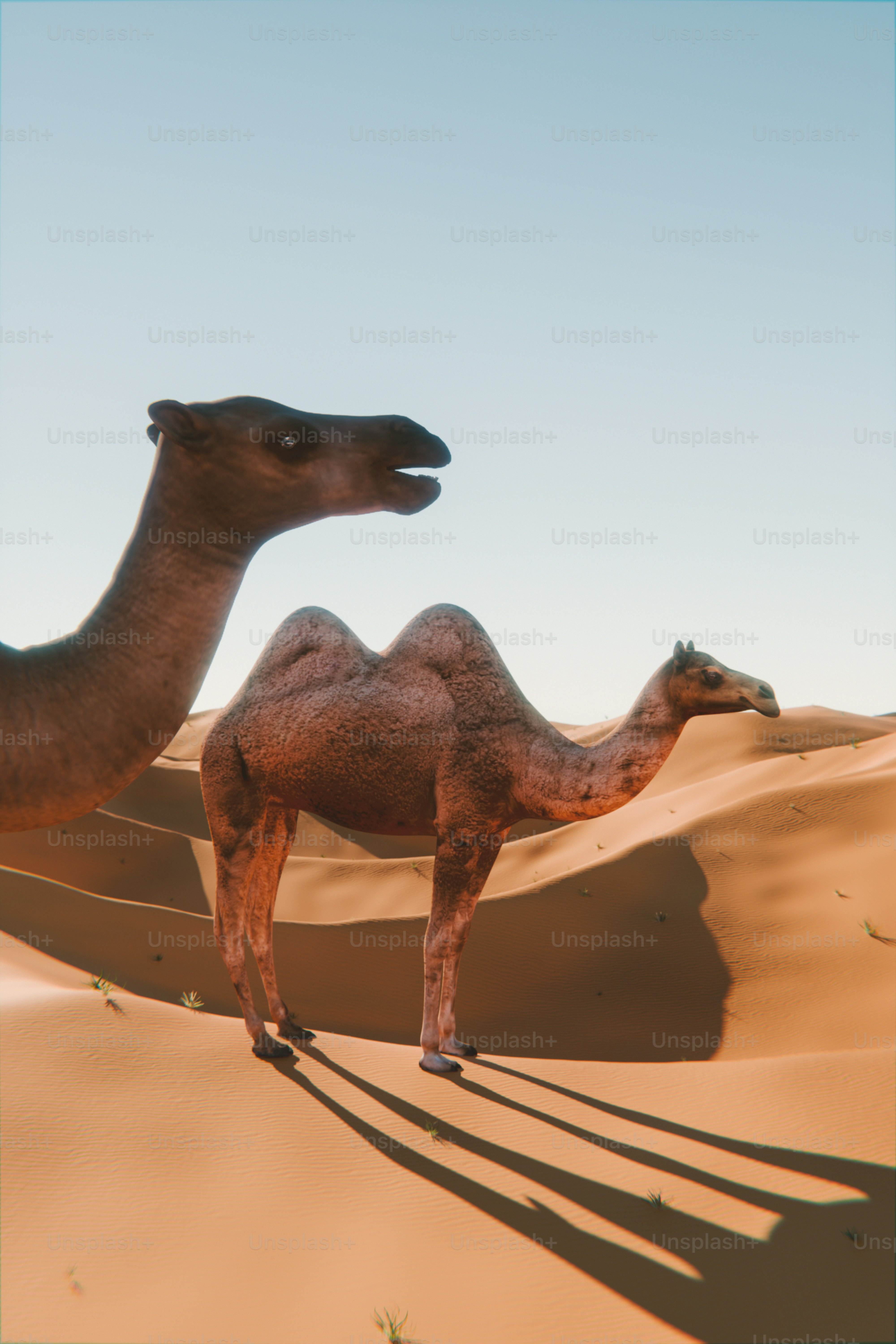 Um par de camelos em pé no deserto foto – Imagem sobre Viajar na Unsplash, image size:3000x4500