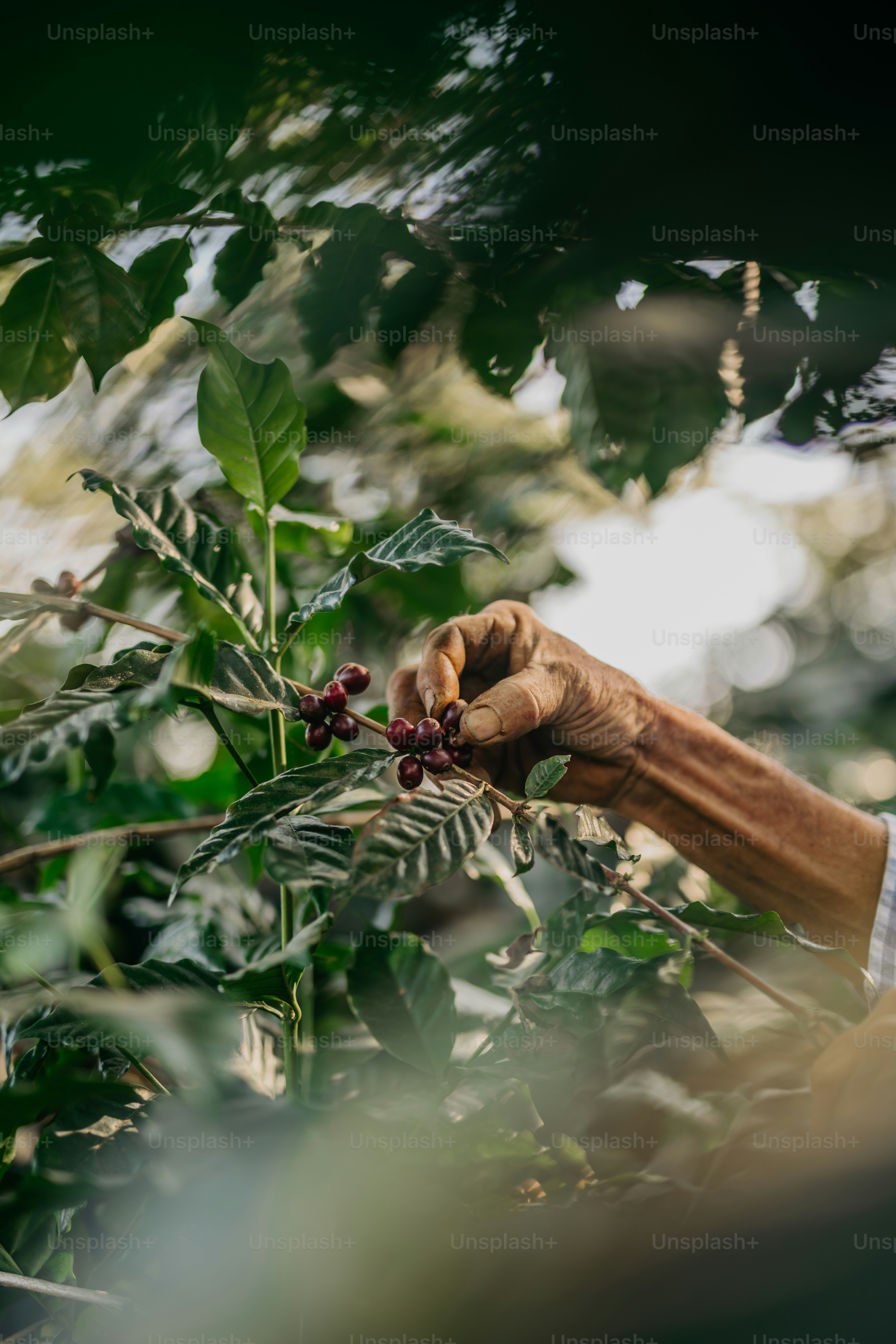 A person picking berries off of a tree photo – Fruit Image on Unsplash