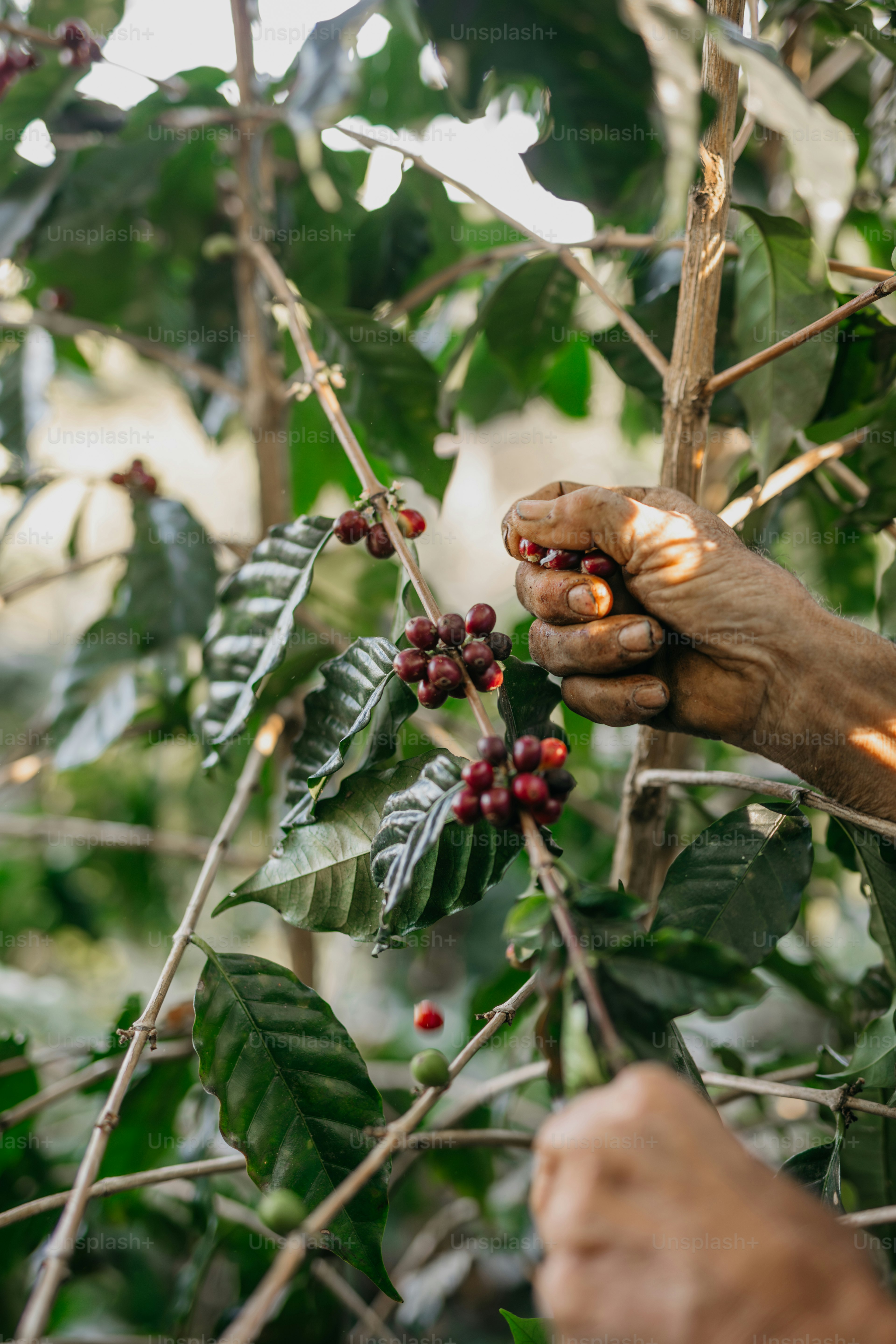 Une personne cueillant des baies sur un arbre