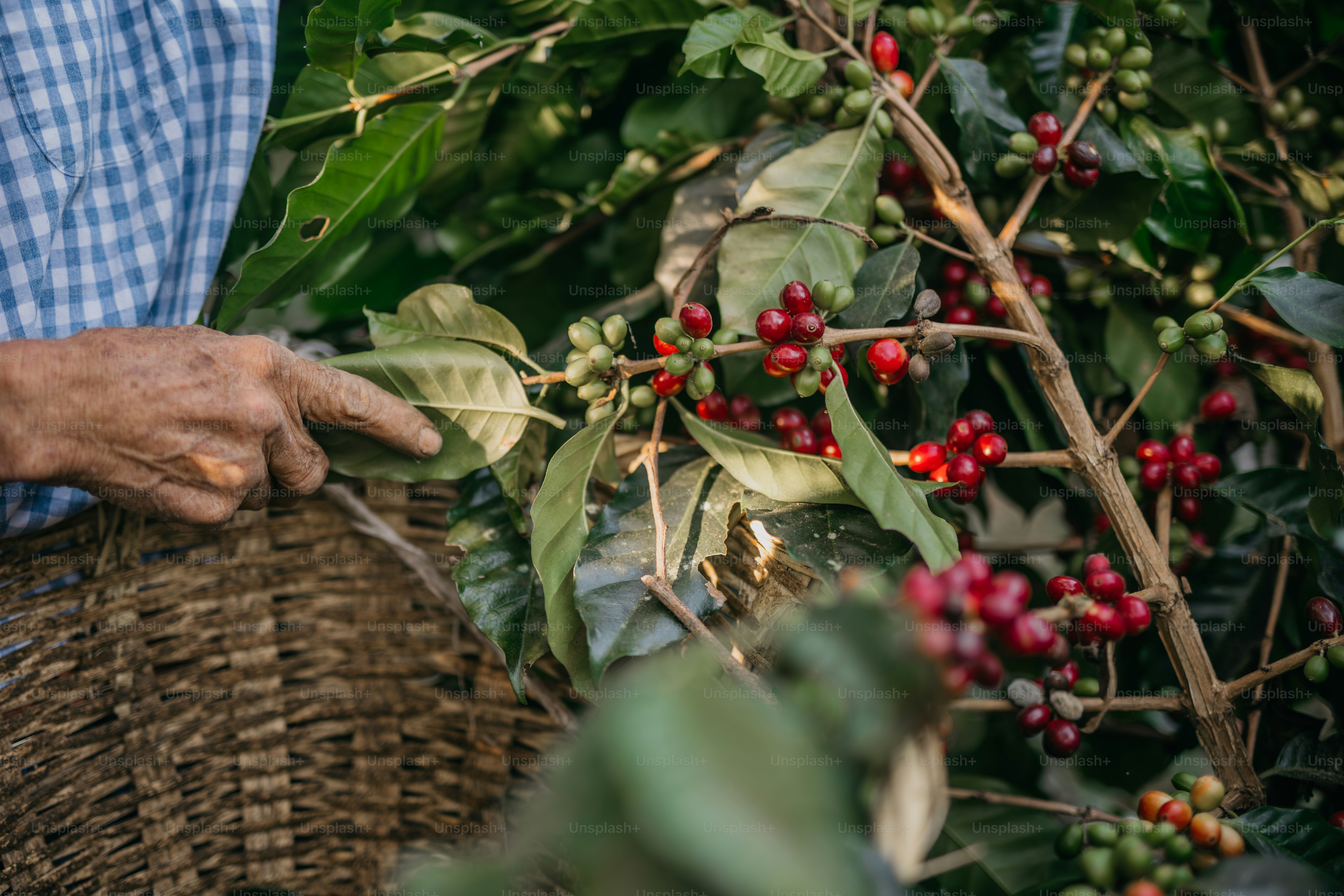 A man is picking berries from a bush