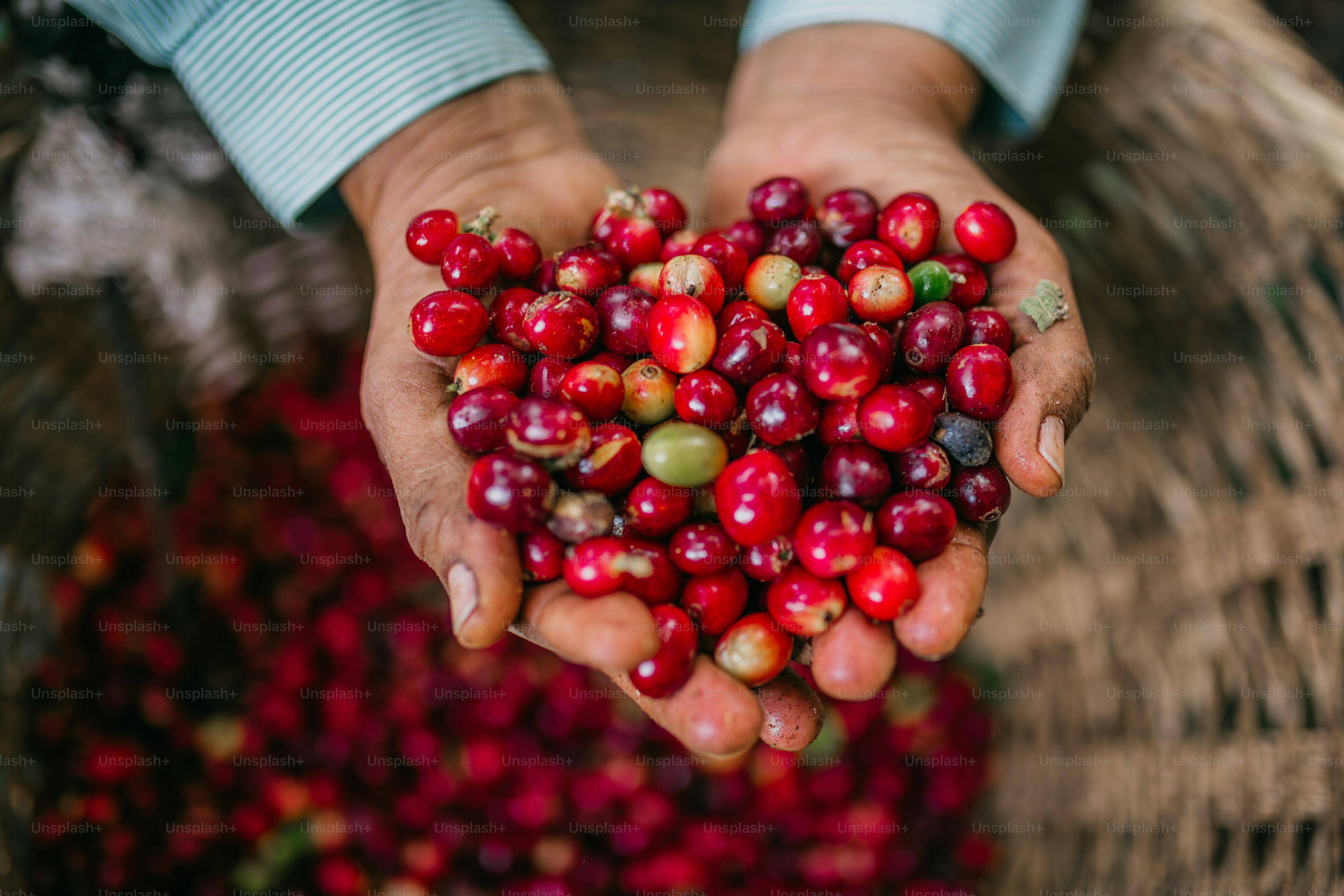 Une personne tenant une poignée de canneberges dans ses mains