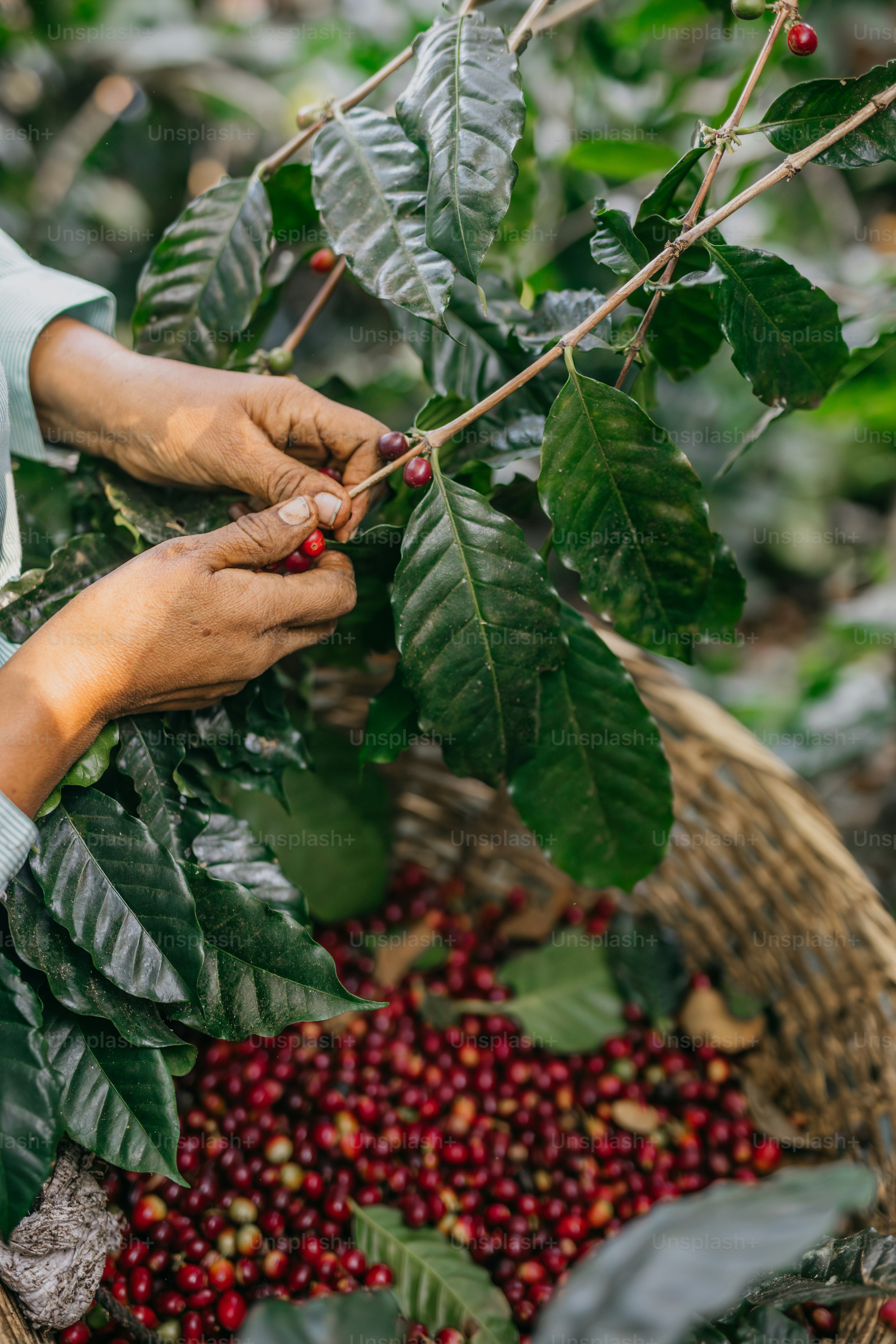 Une femme cueillant des grains de café sur un arbre