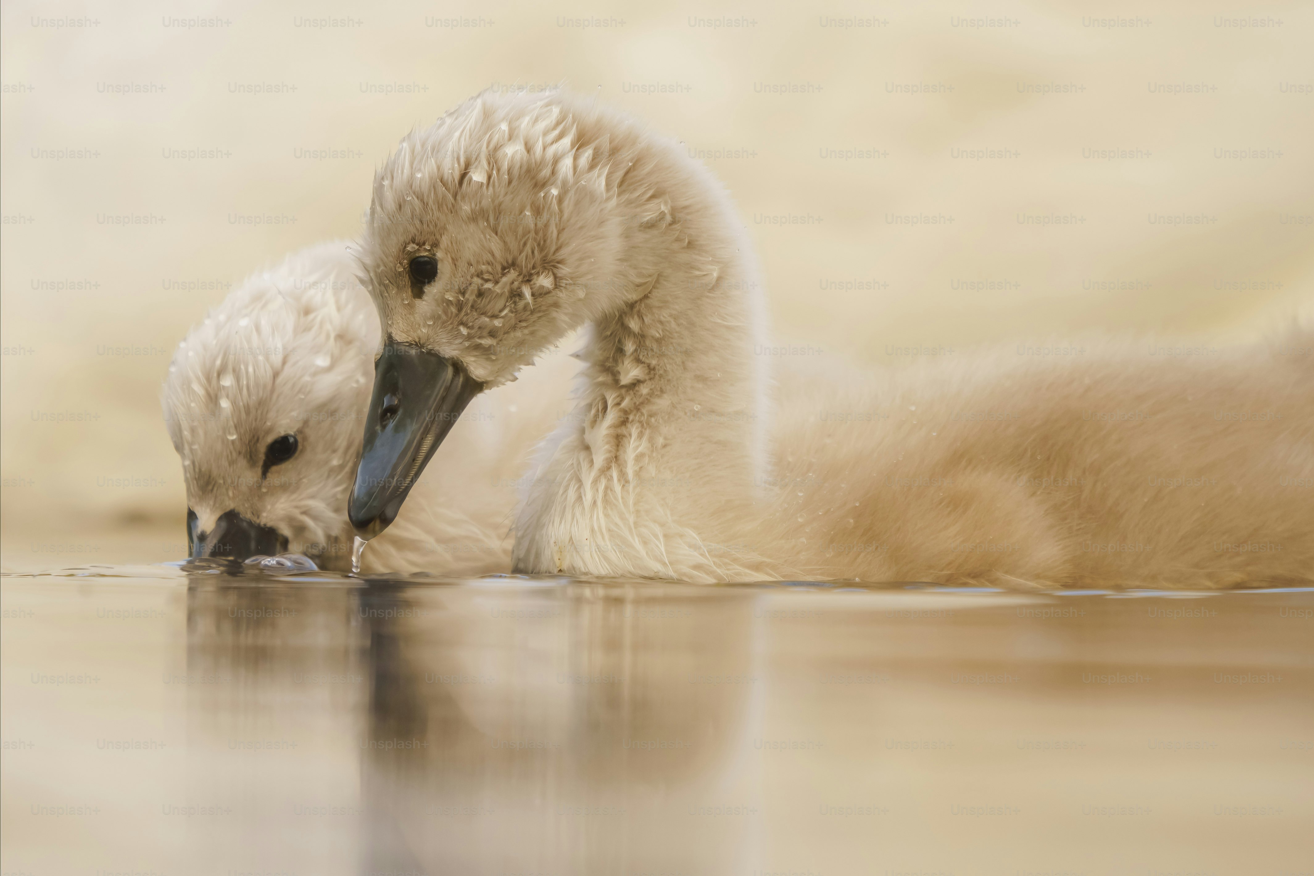 A couple of small white birds standing on top of a floor