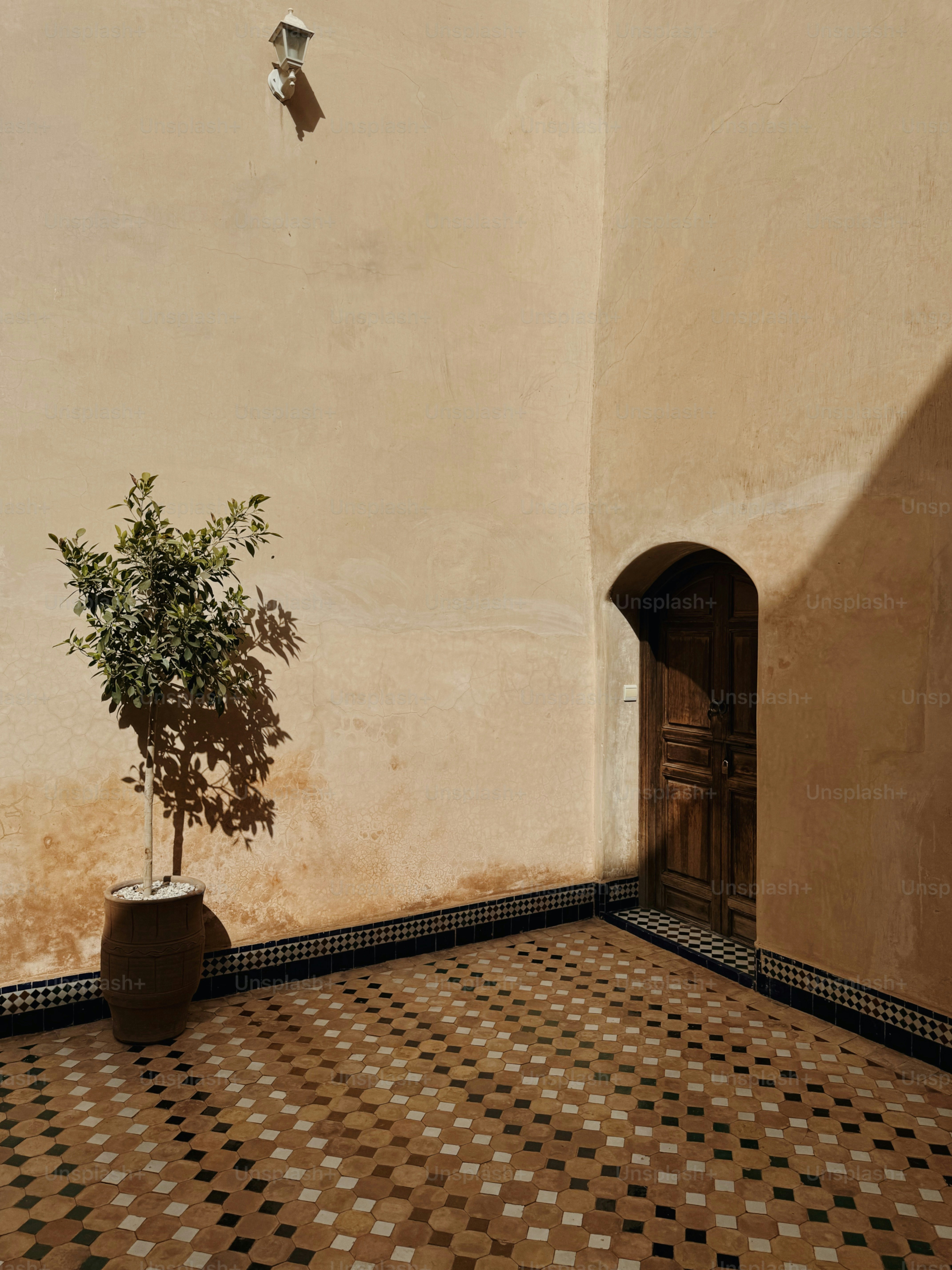 A potted plant in a corner of a room
