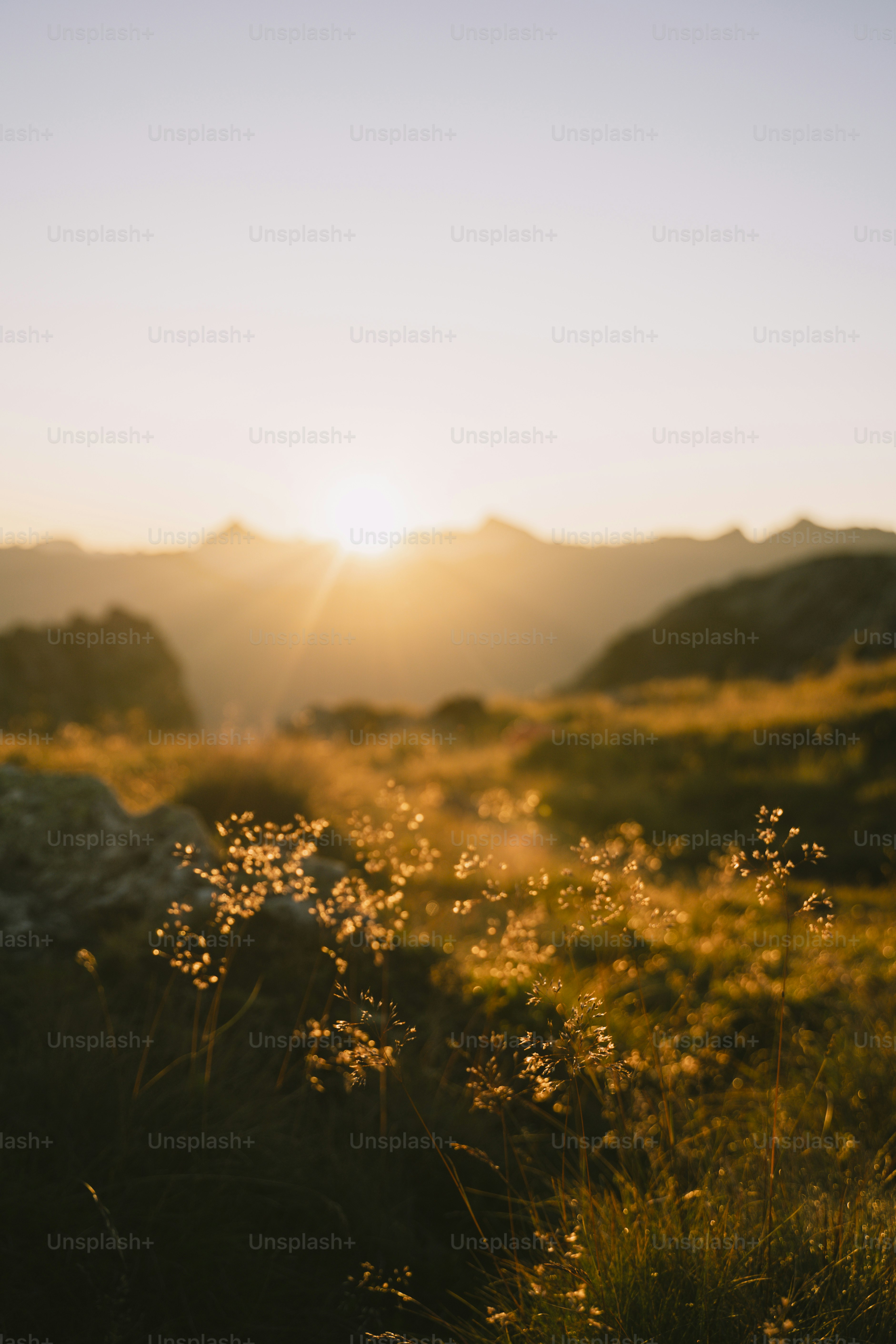 The sun is setting over a grassy field